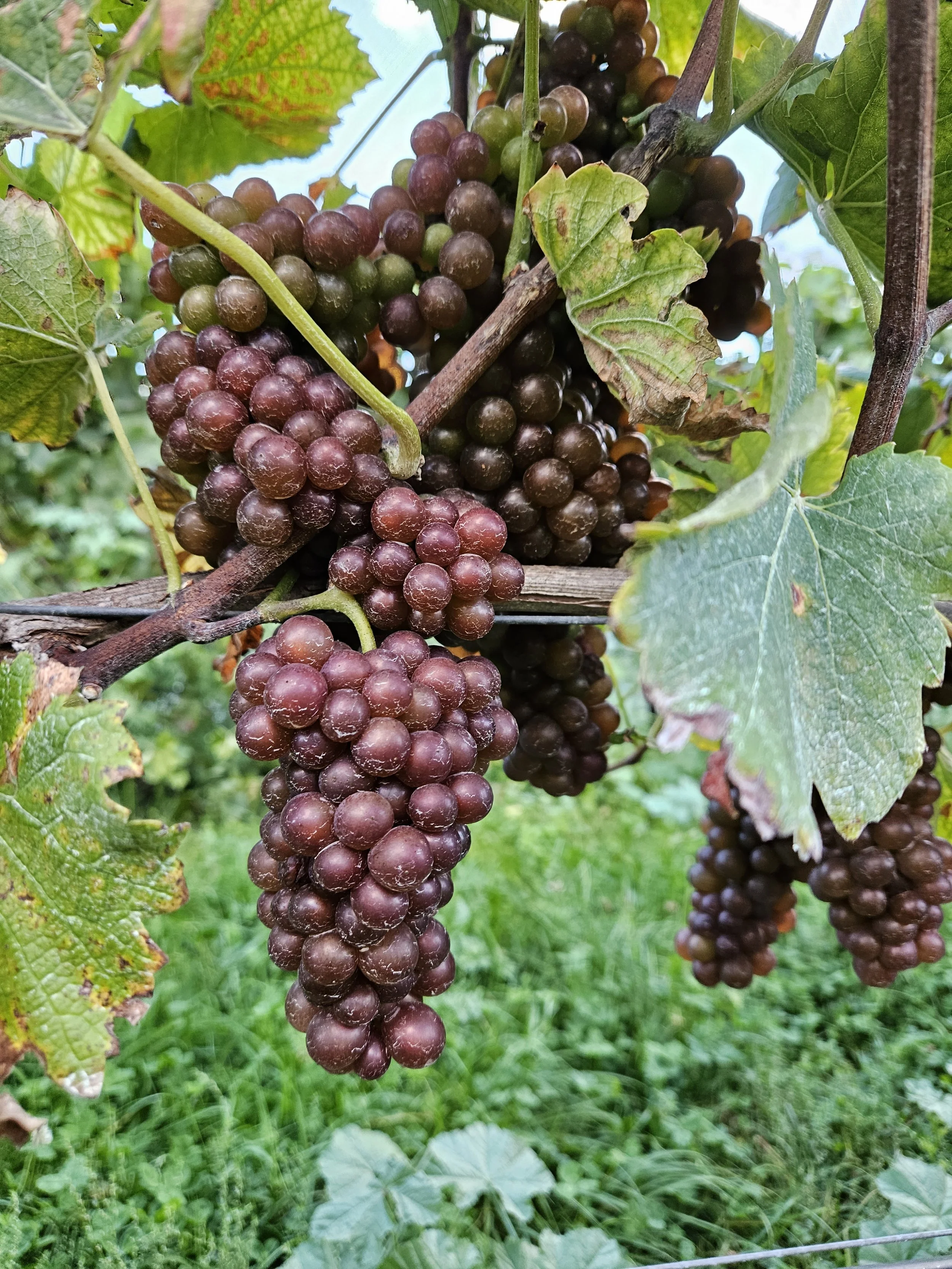 Bunches of ripening grapes hanging from a vine, with green and purple leaves and grass in the background.
