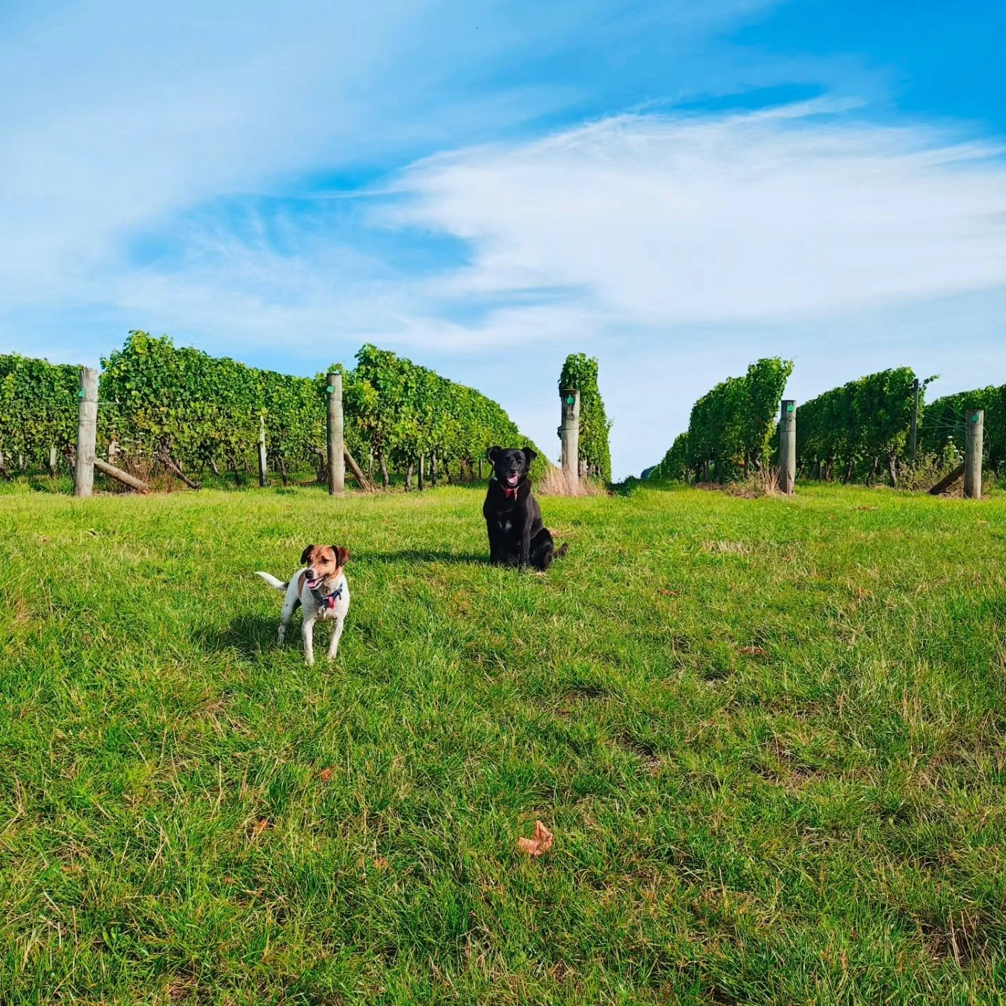 Two dogs, one black and one brown and white, sitting on green grass in a vineyard with blue sky and scattered clouds.