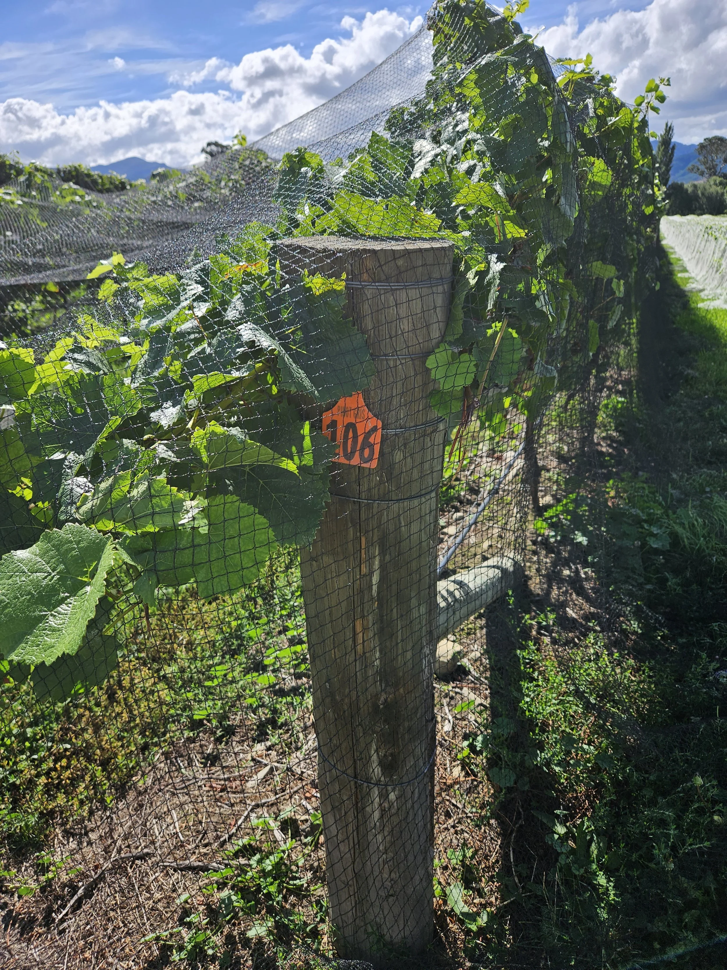 Grapevines growing along a sunny field with a wire fence and a wooden post, mountains and partly cloudy sky in the background.