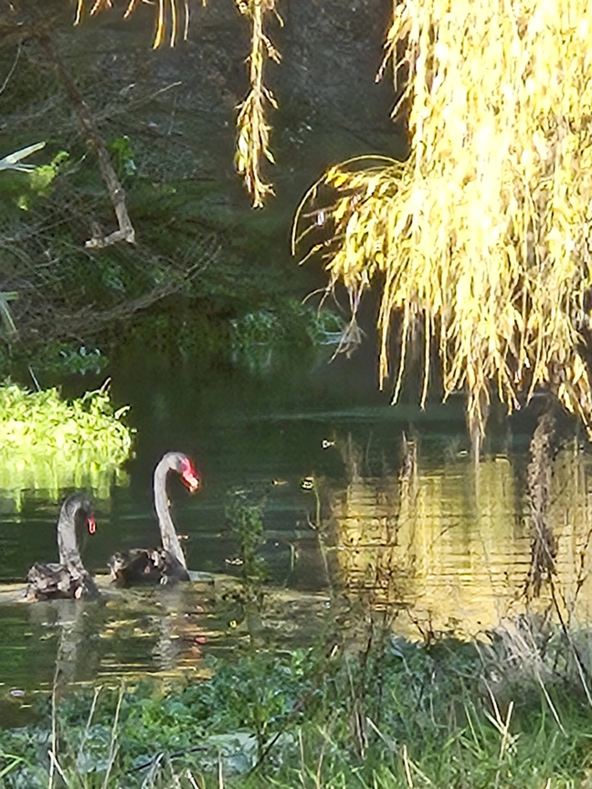 Two swans swimming on a pond near a lush green, bushy area and a thatched roof in a natural, outdoor setting.