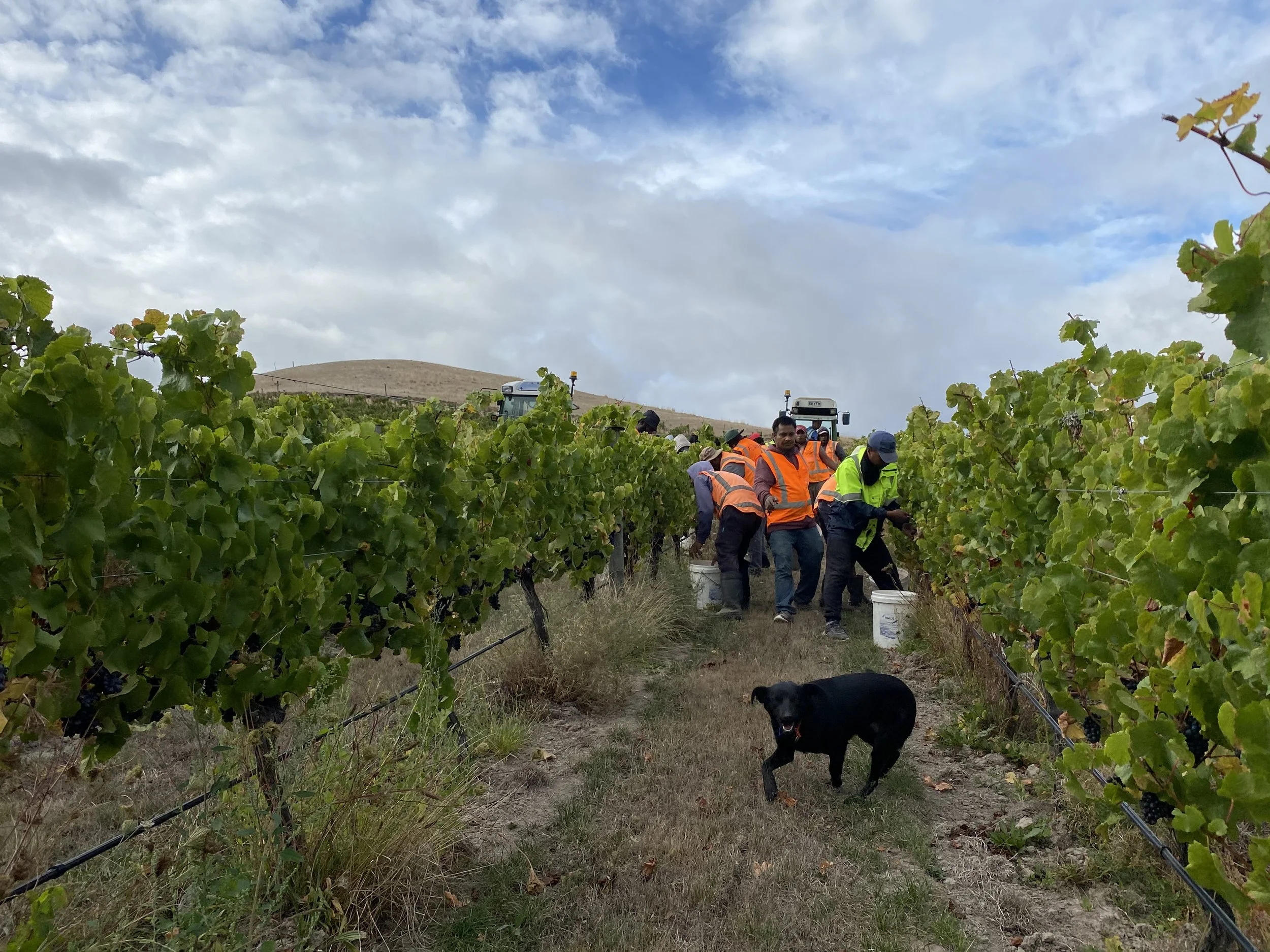 Workers in bright orange and green safety vests harvesting grapes in a vineyard, with a dog walking nearby, under a partly cloudy sky.
