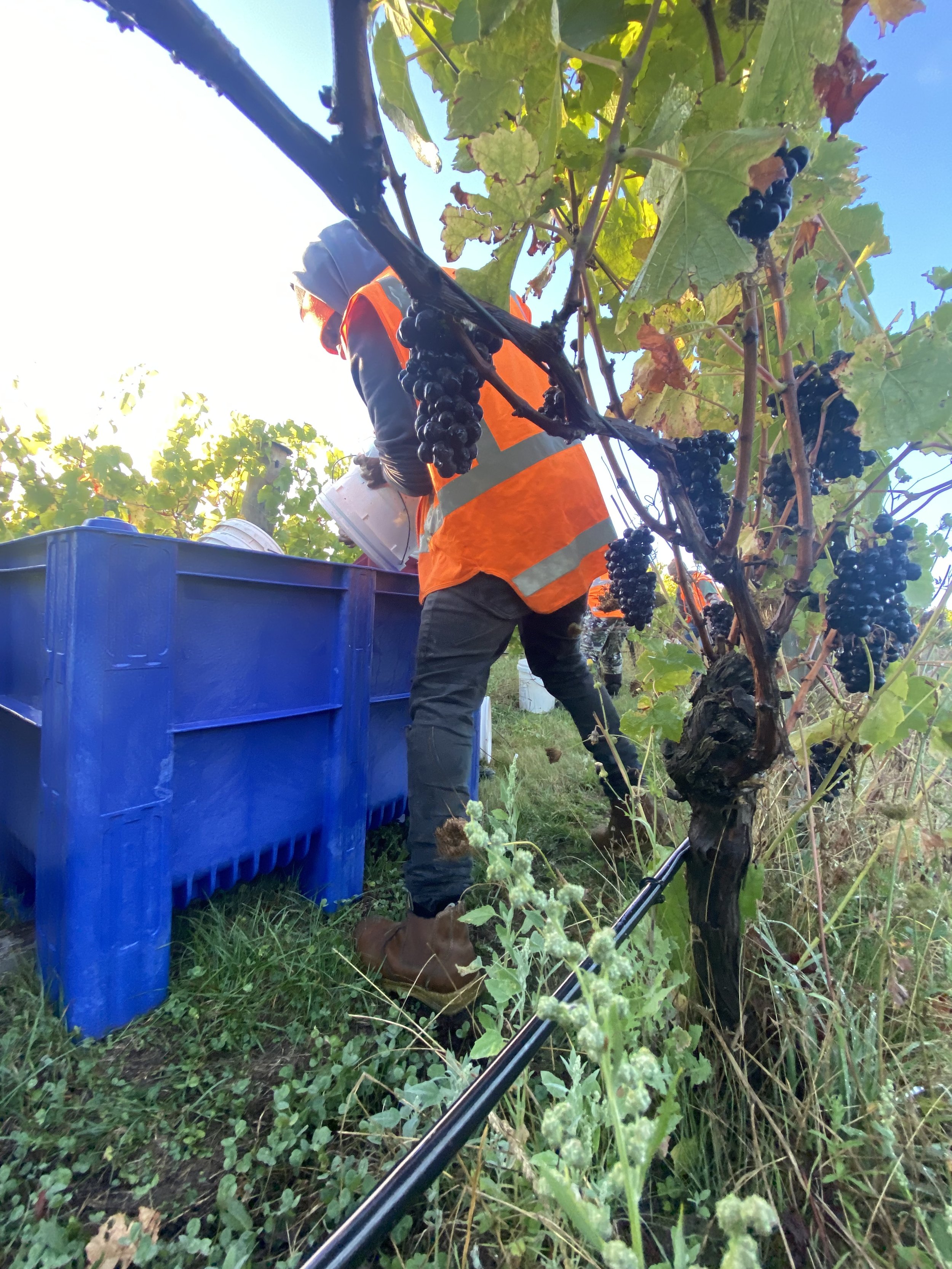 A person wearing an orange safety vest and gloves harvesting black grapes from a grapevine in a vineyard during daylight, with a blue bin nearby.