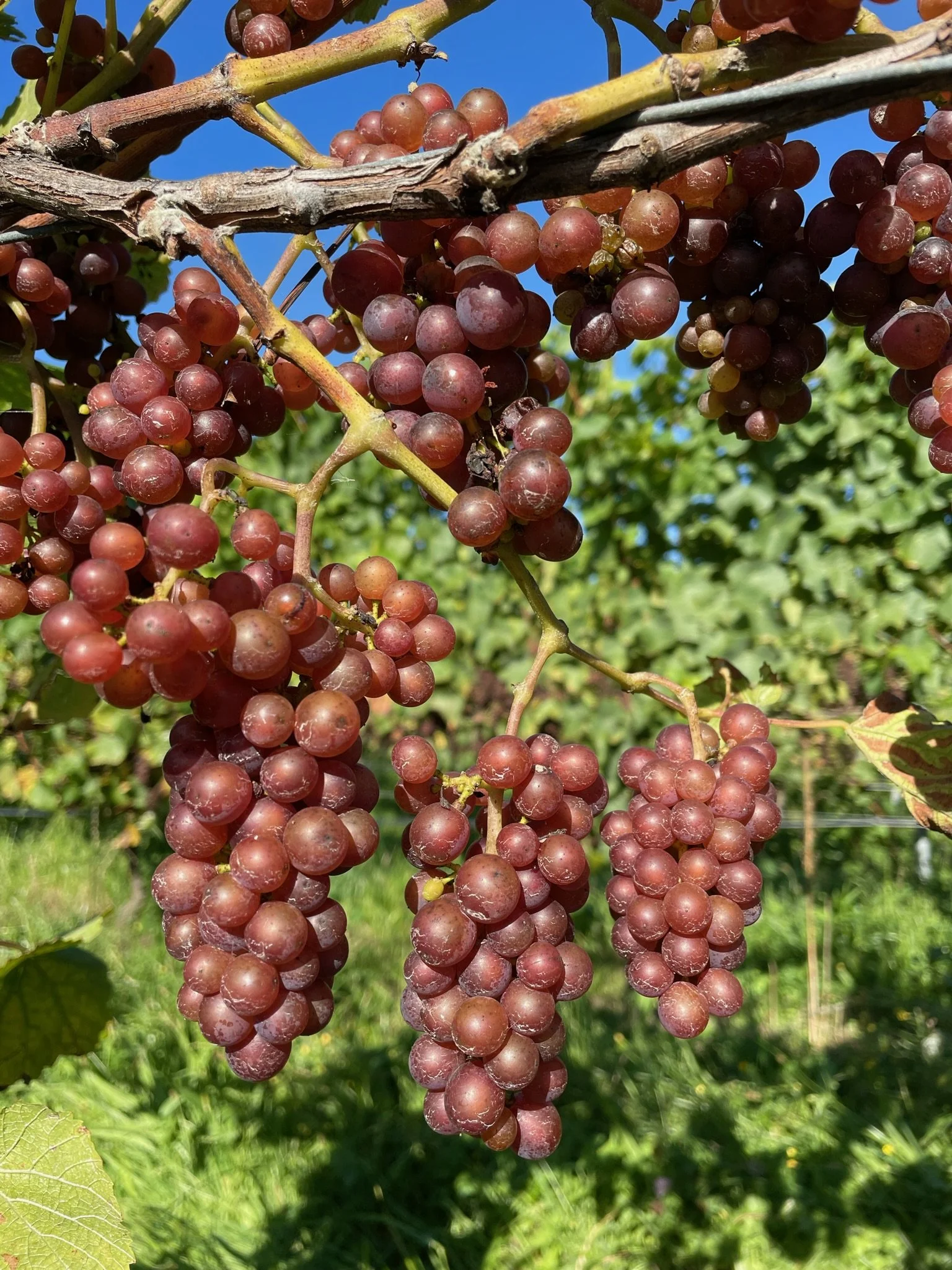 Red and purple grape clusters hanging from vines on a vineyard with green leaves and a blue sky in the background.