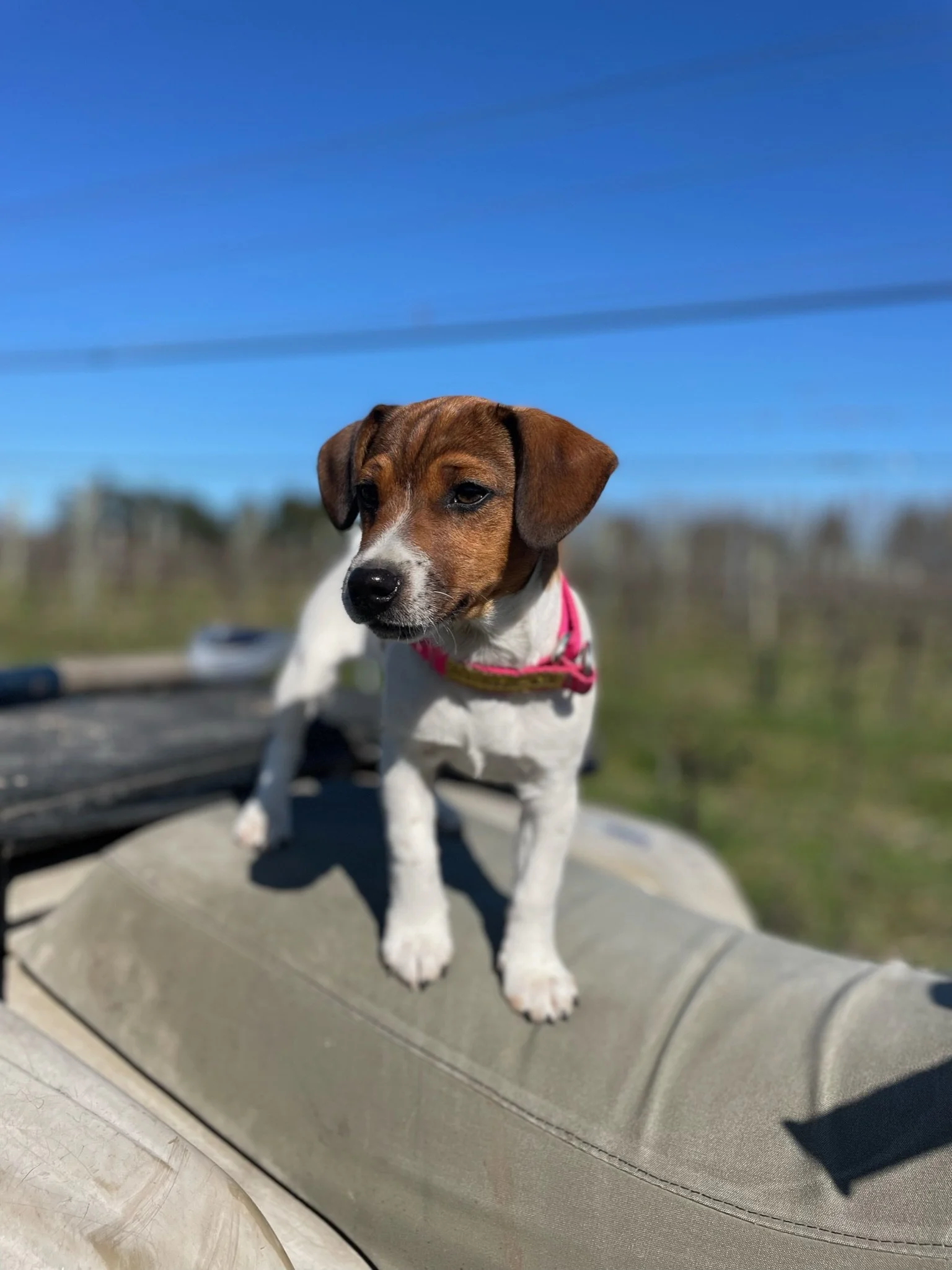 A small brown and white puppy wearing a pink harness standing on a grey surface outdoors with a blue sky and some blurred background trees.