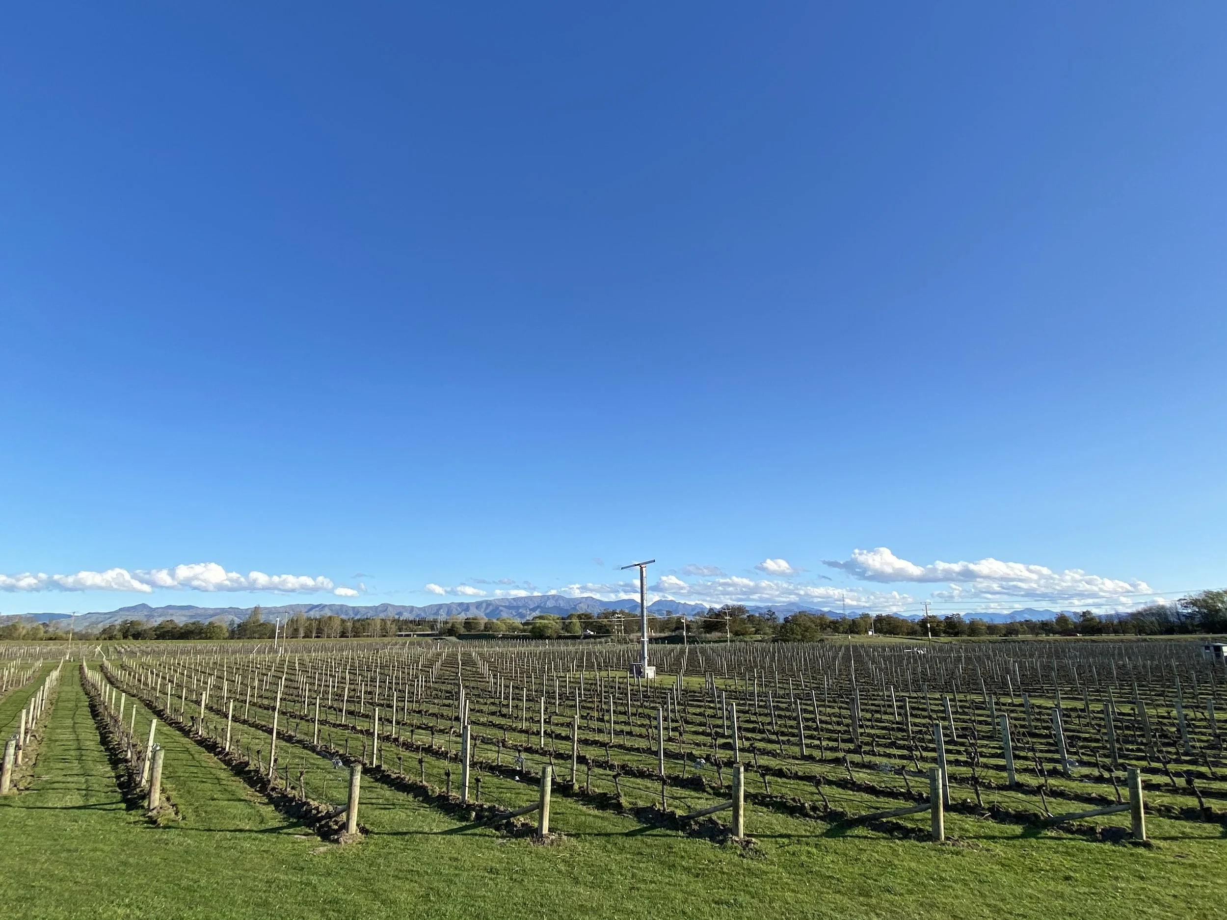 A scenic view of a vineyard with neatly arranged rows of grapevines, a blue sky with a few clouds, distant mountains, and a telephone pole.