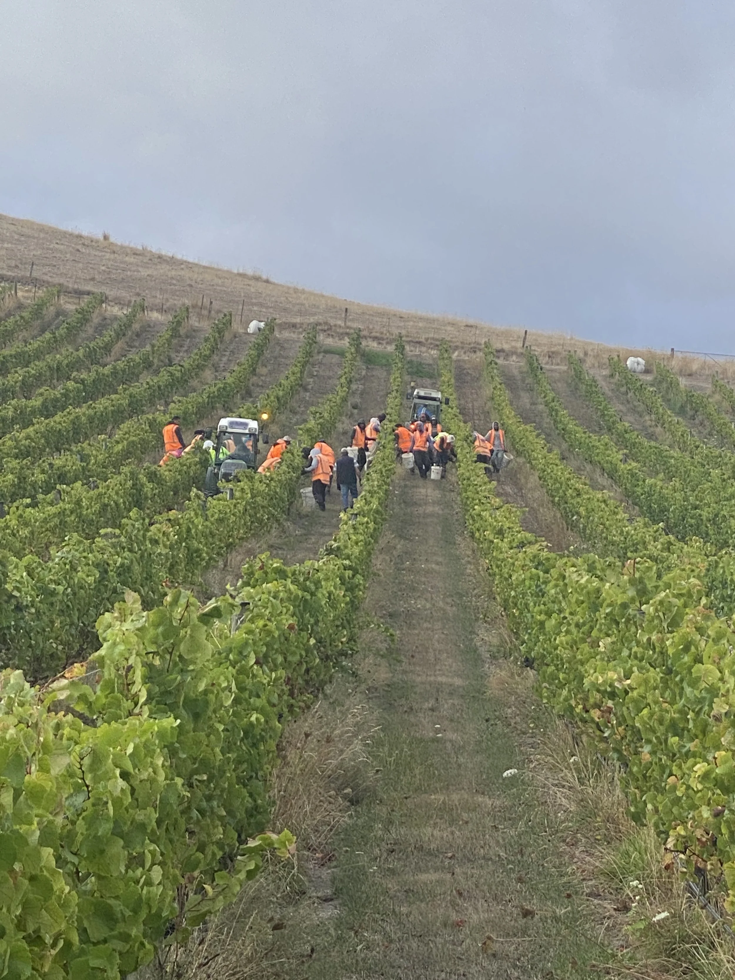 Workers in orange safety vests working in a vineyard on a hill, with some white cows grazing in the background and a cloudy sky overhead.