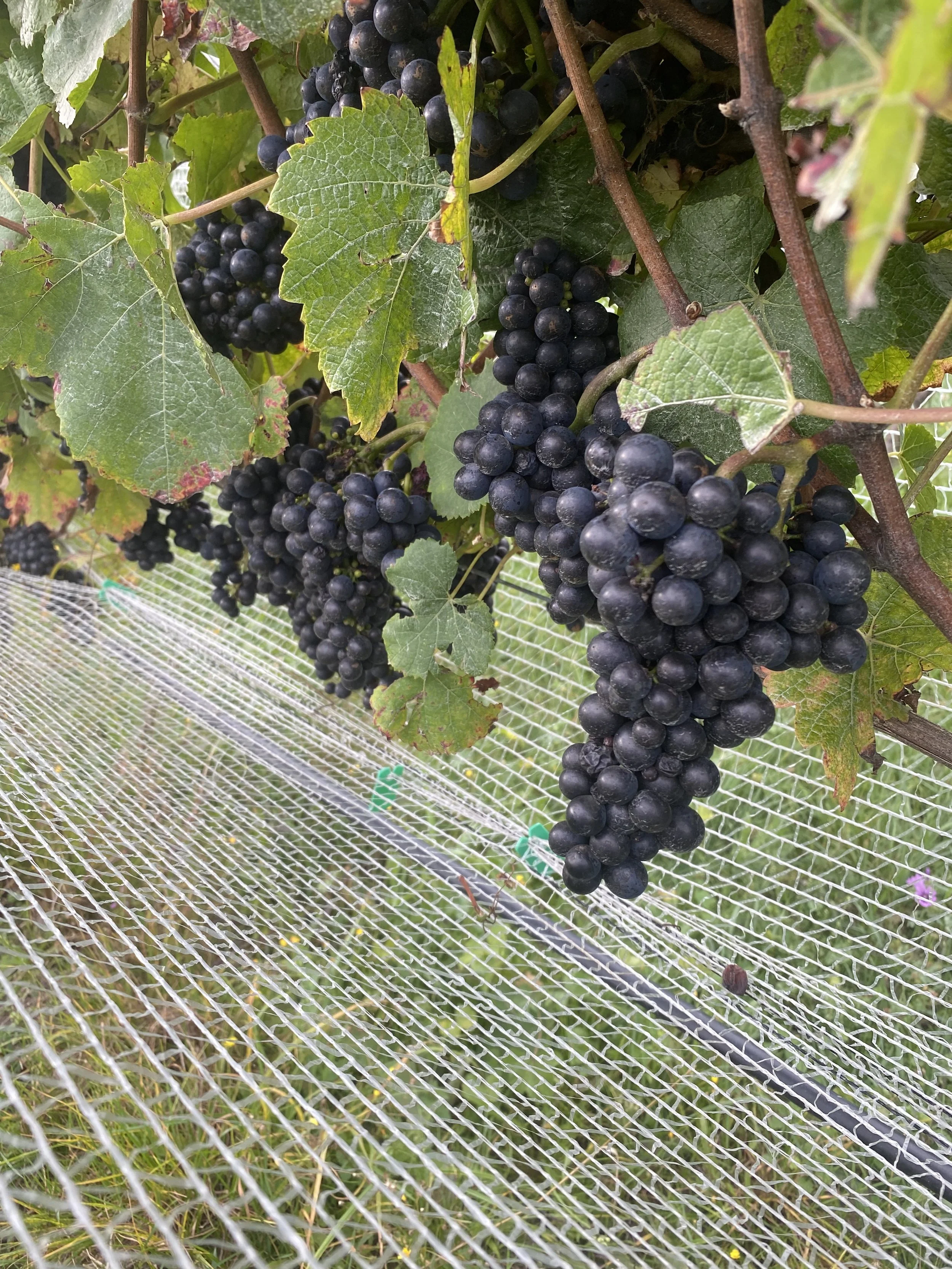 Clusters of black grapes hanging from a vine with green leaves, behind a protective net.
