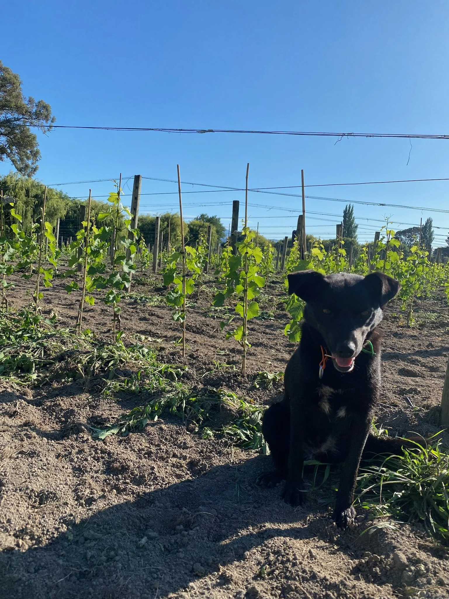 Black and white puppy sitting on dirt in a vineyard with green grapevines, wooden supports, and wires, under a clear blue sky.