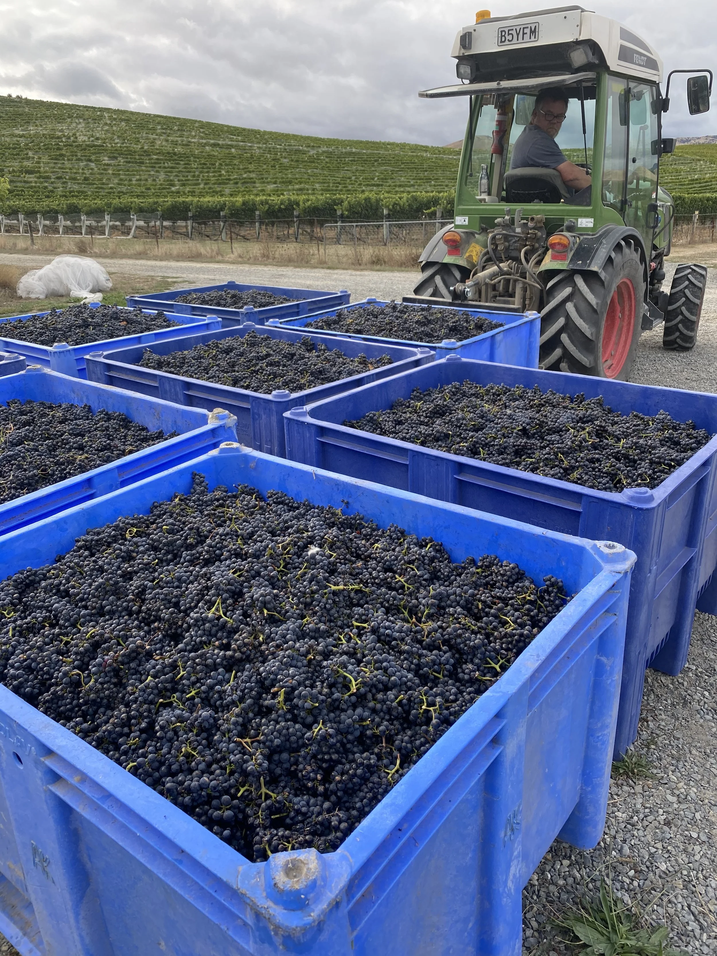 Blue containers filled with harvested black grapes at a vineyard with a tractor and rolling green vineyard hills in the background.