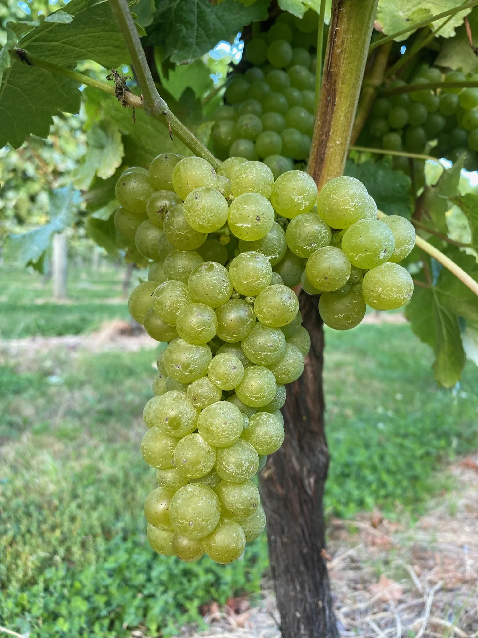 A bunch of green grapes hanging from a vine in a vineyard.