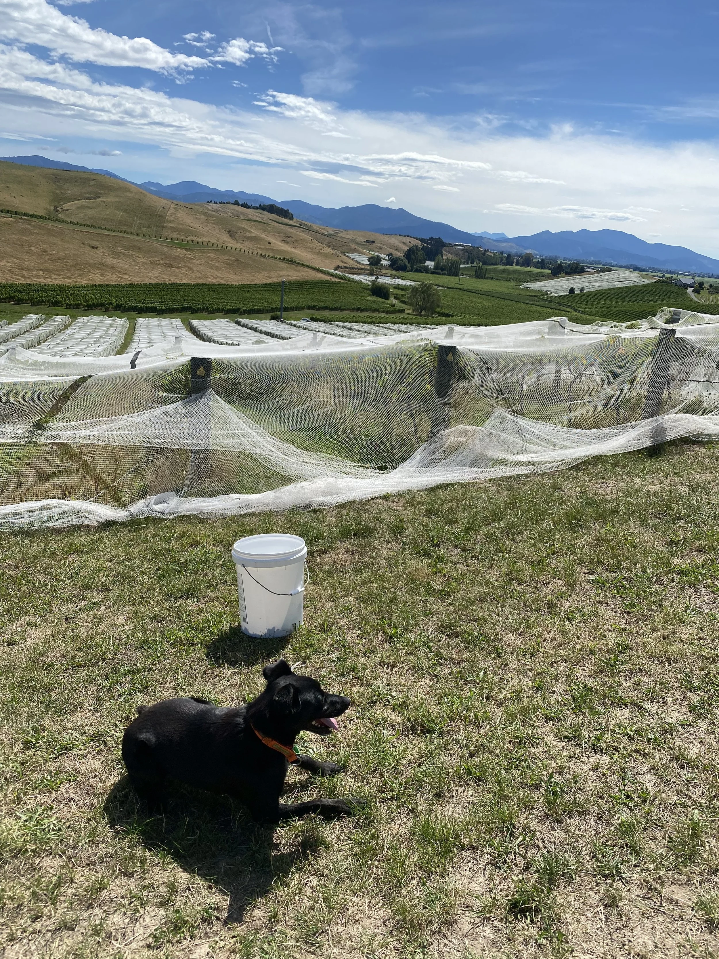 A rural landscape with rolling hills, green fields, and mountains in the background under a partly cloudy sky. In the foreground, a black dog is lying on the grass near a white bucket, with a mesh netting covering some plants or crops.