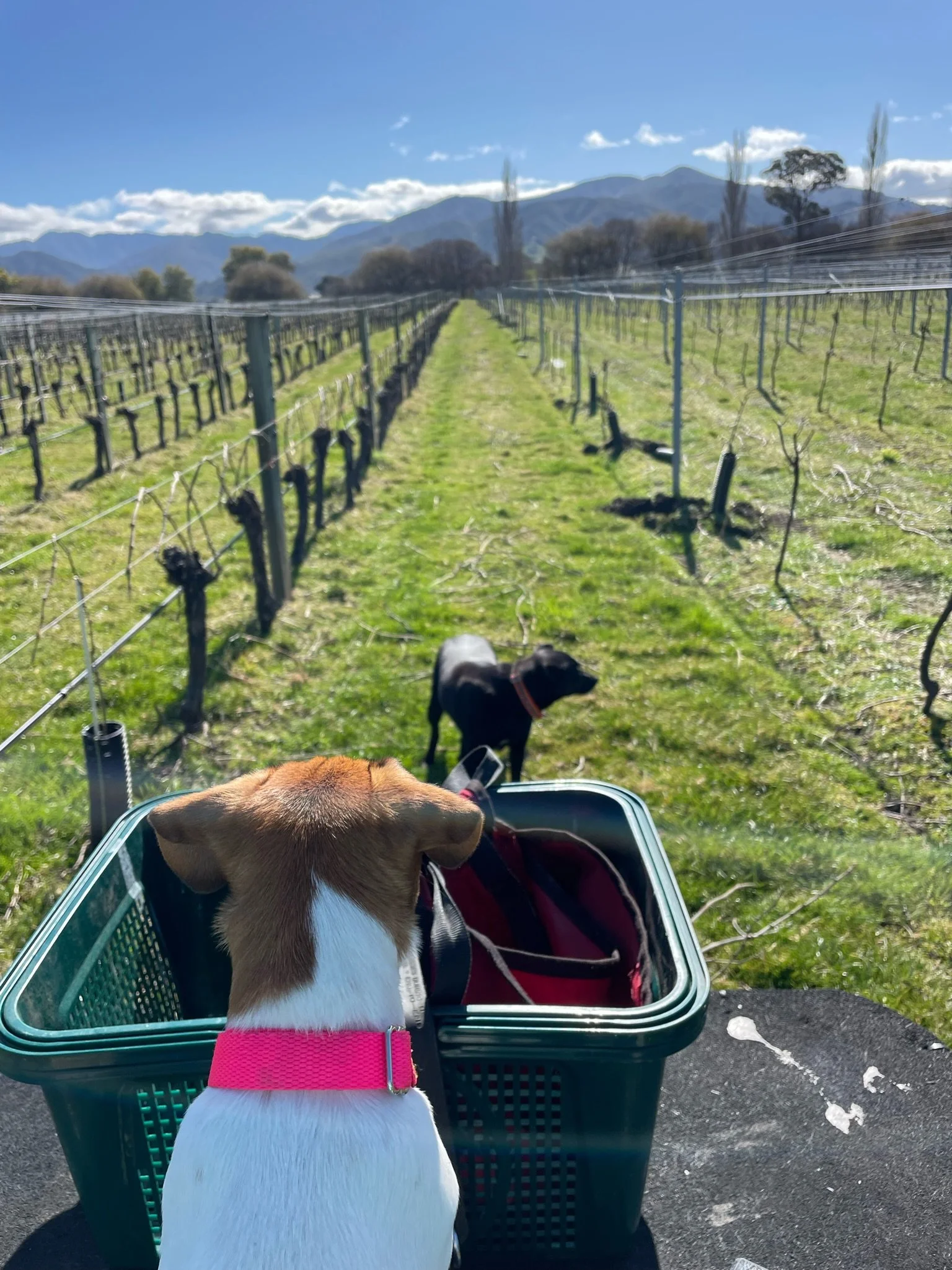 A dog wearing a pink collar looking into a shopping basket with a white and brown coat in a vineyard or agricultural area with mountains and trees in the background.