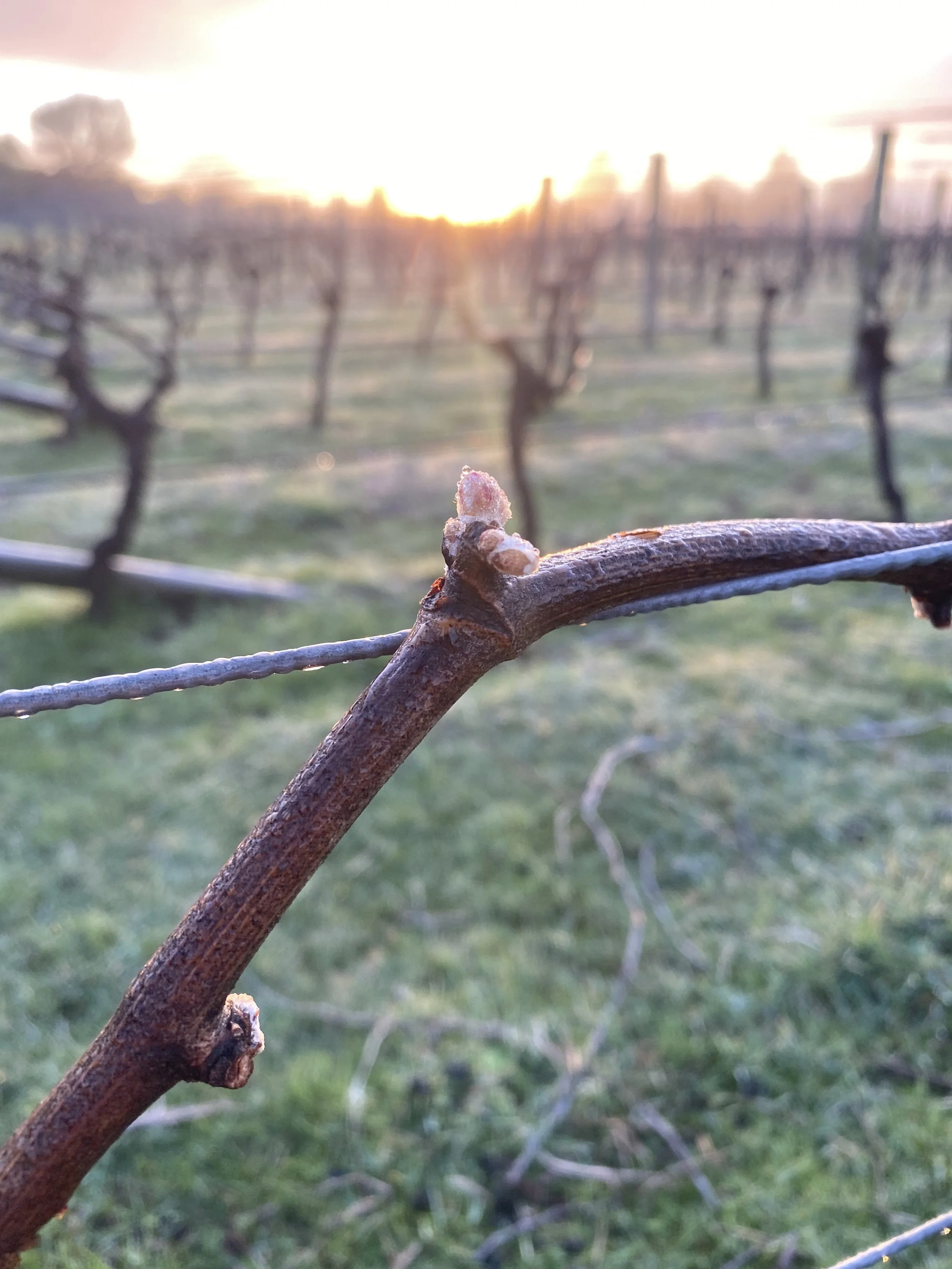 Close-up view of a vine or thorny branch in a vineyard at sunset, with blurred rows of vines and the setting sun in the background.