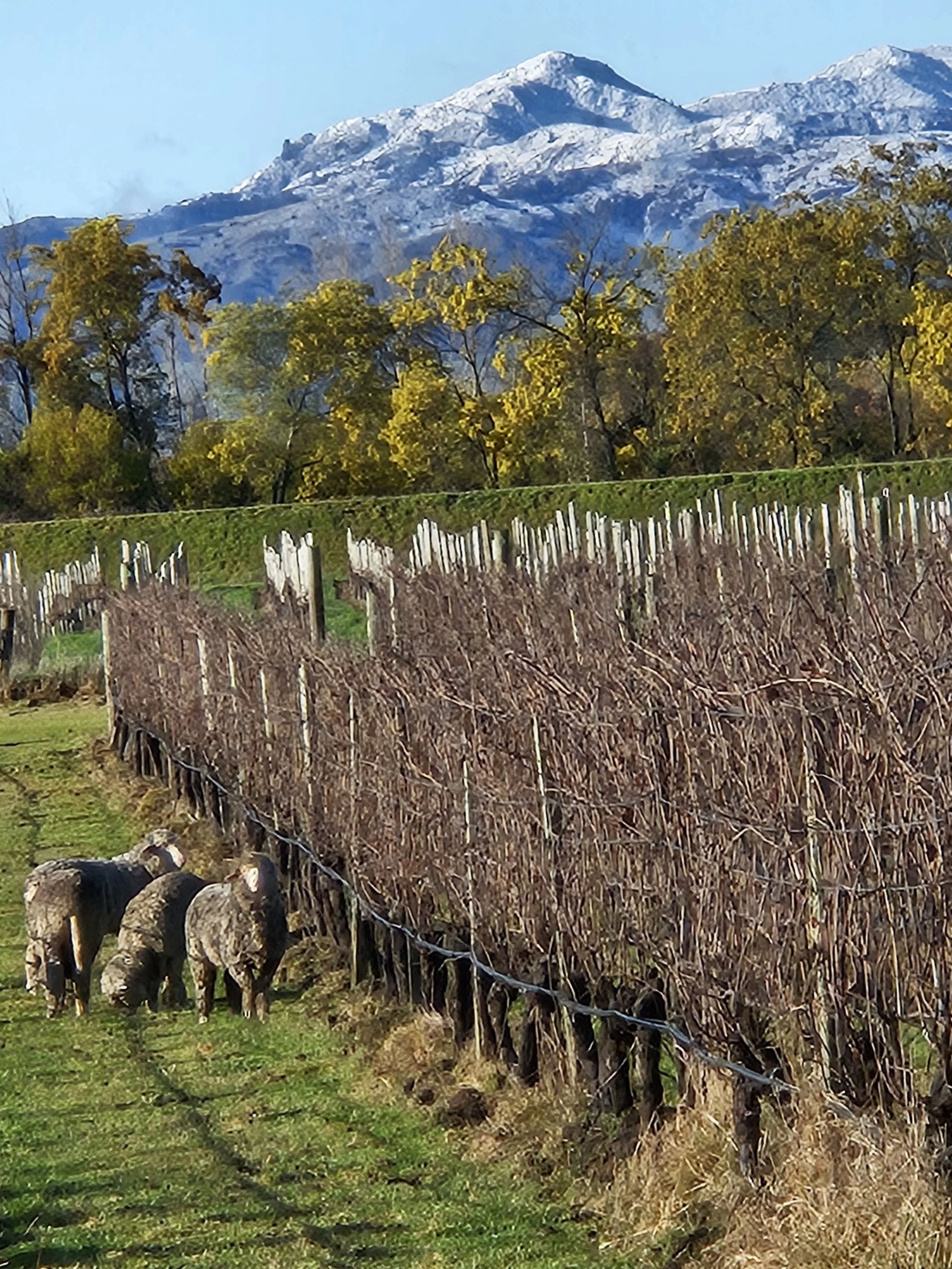 A vineyard with rows of grapevines supported by wooden posts and wire, a flock of sheep grazing at the base, a line of green grass, and a backdrop of trees with yellow leaves and snow-capped mountains under a clear sky.