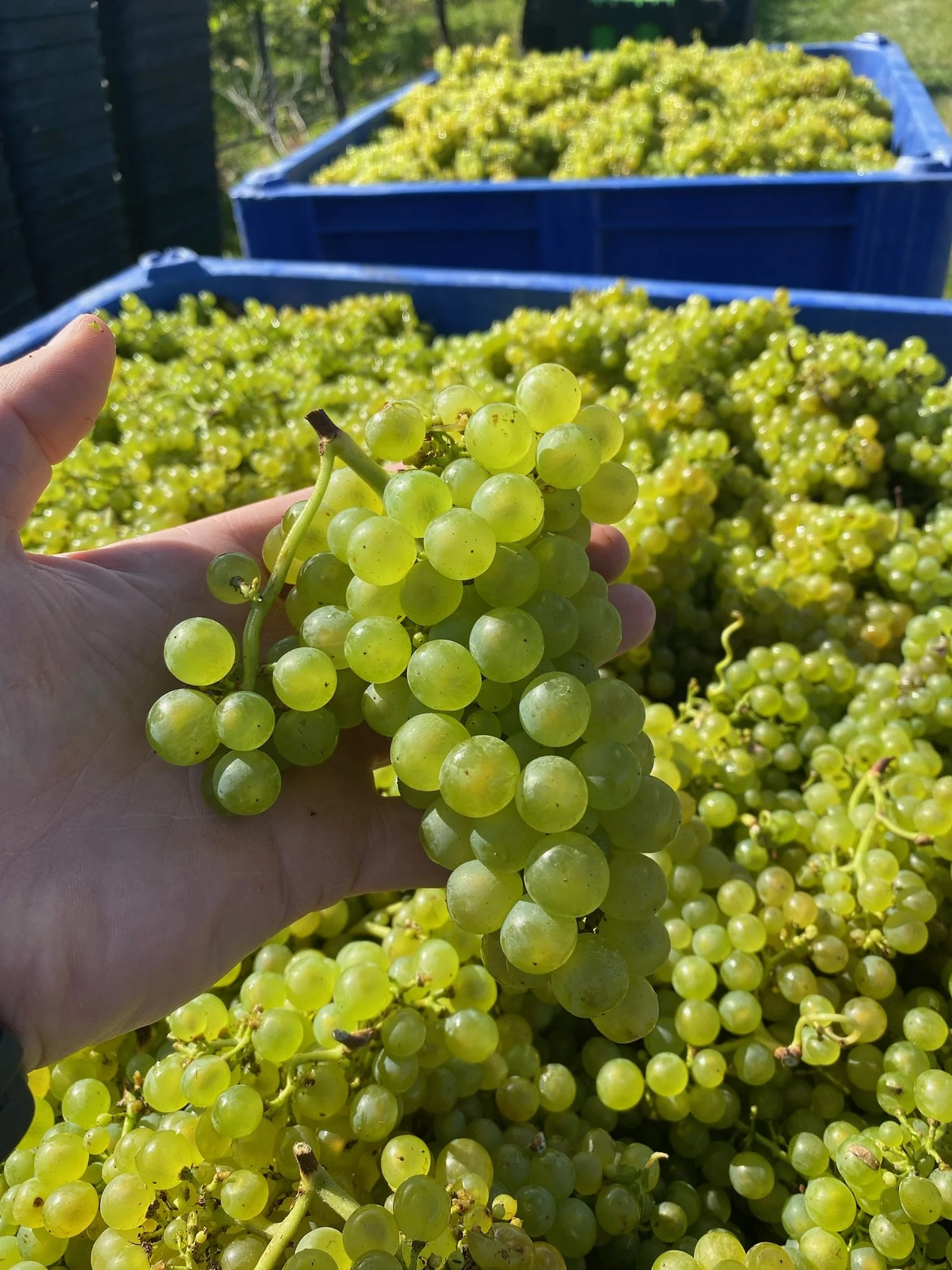 Close-up of a hand holding a bunch of green grapes with more grapes in baskets in the background on a sunny day.