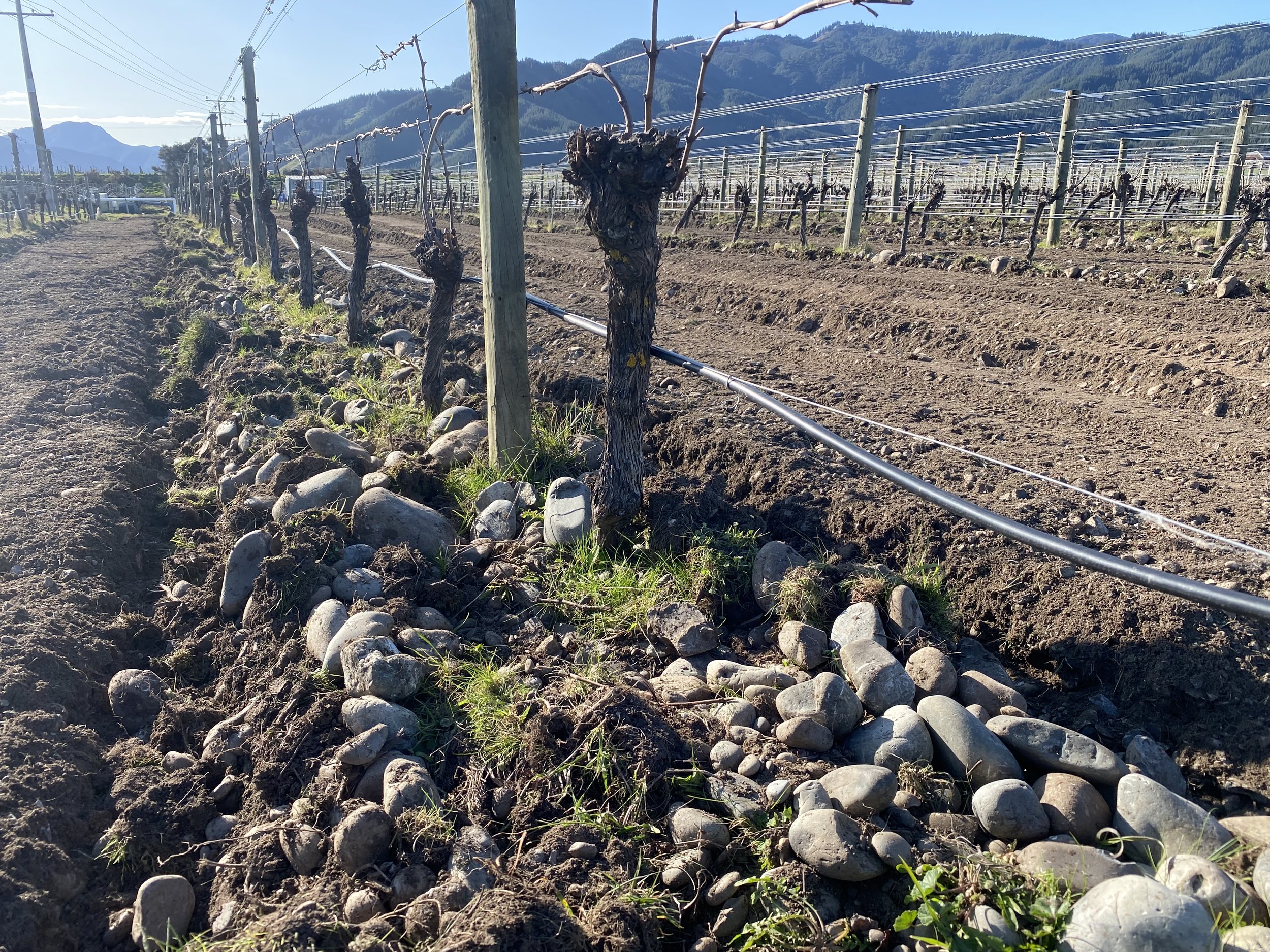 View of a vineyard with pruned grapevines supported by wooden and metal trellises, electrical wires overhead, and mountains in the background on a sunny day.