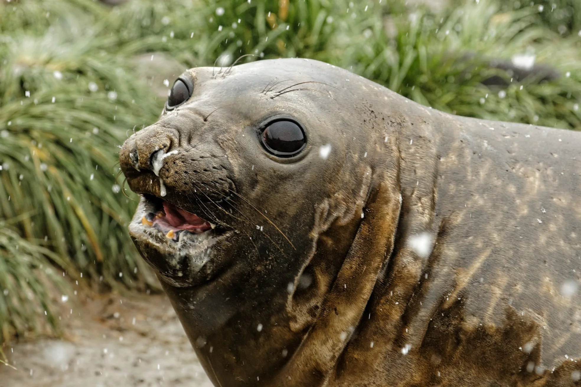 Who’s a pretty girl? Antarctica