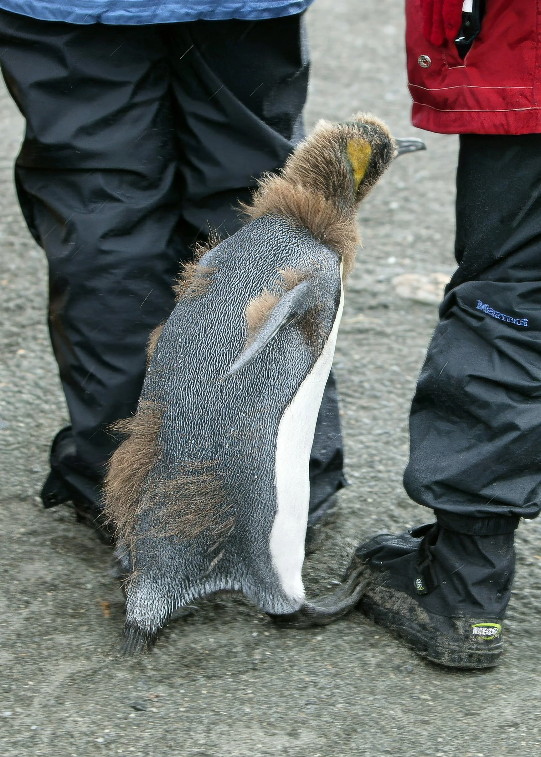 Hoping for a treat? Antarctica