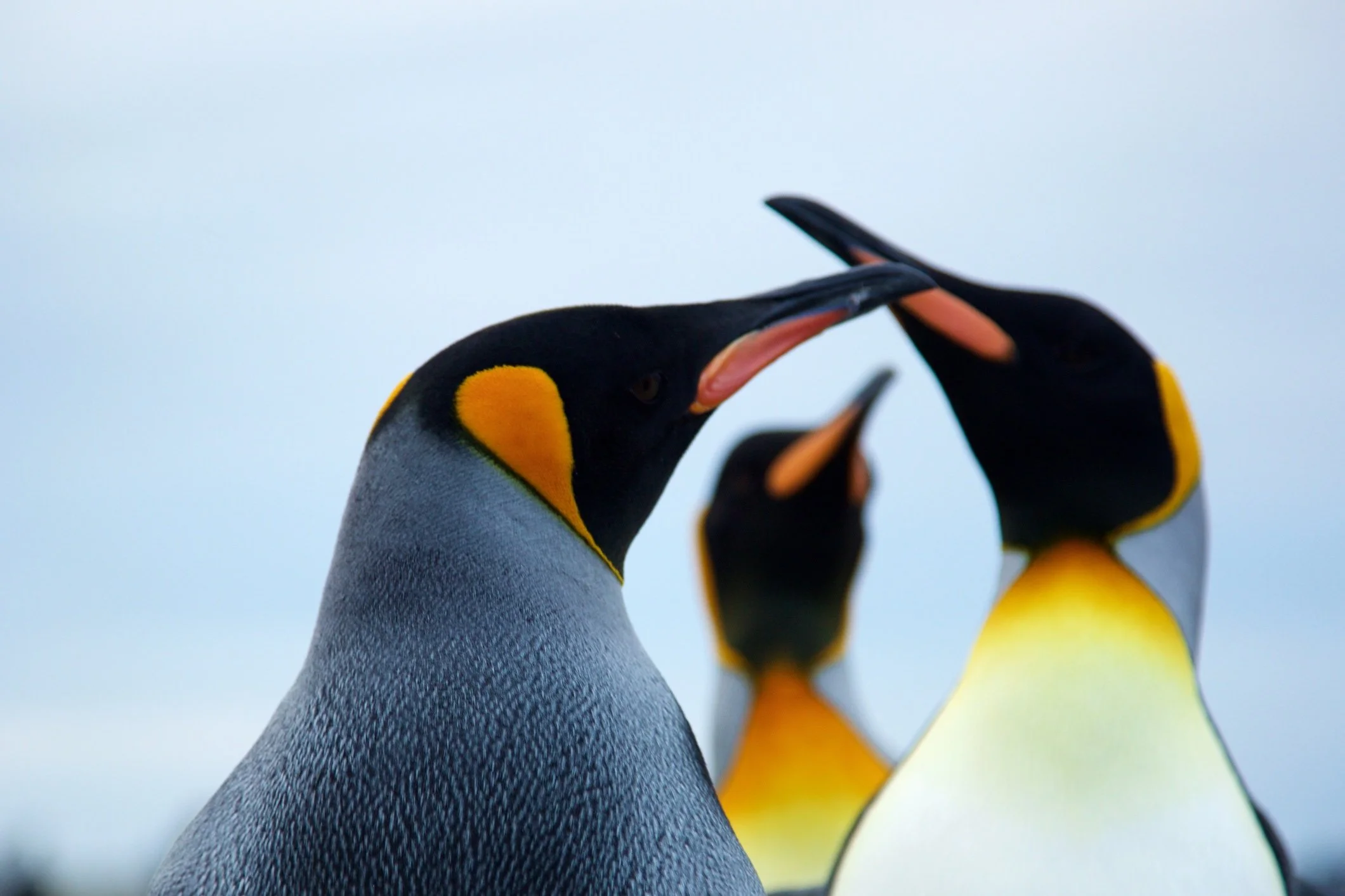 A heated debate? Antarctica