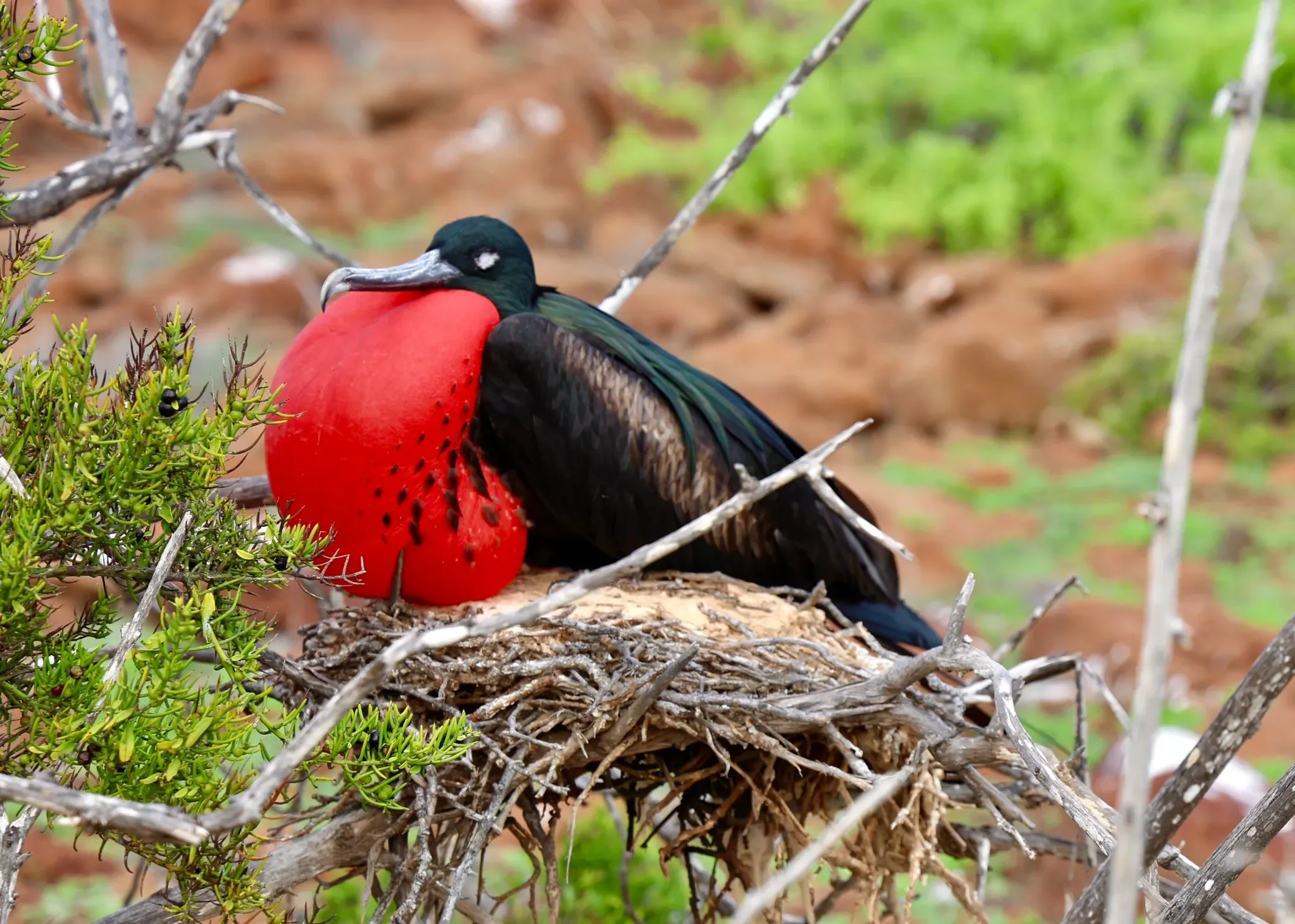 Red Frigatebird flexing for the ladies. The Galapagos