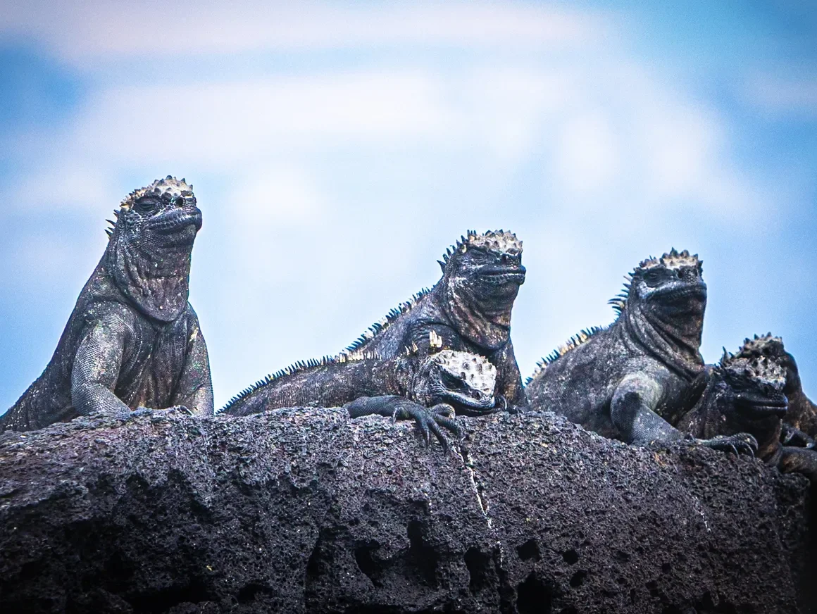 A jury of my peers? Marine Iguanas. Galapagos Islands
