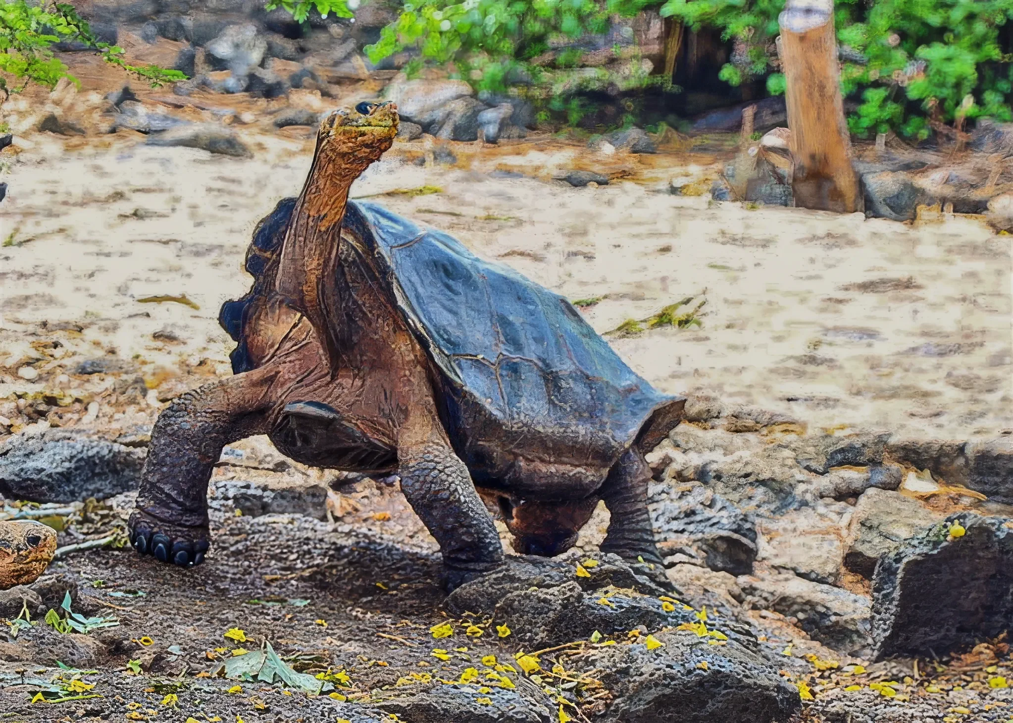 Big guy spoiling for a fight. The Galapagos