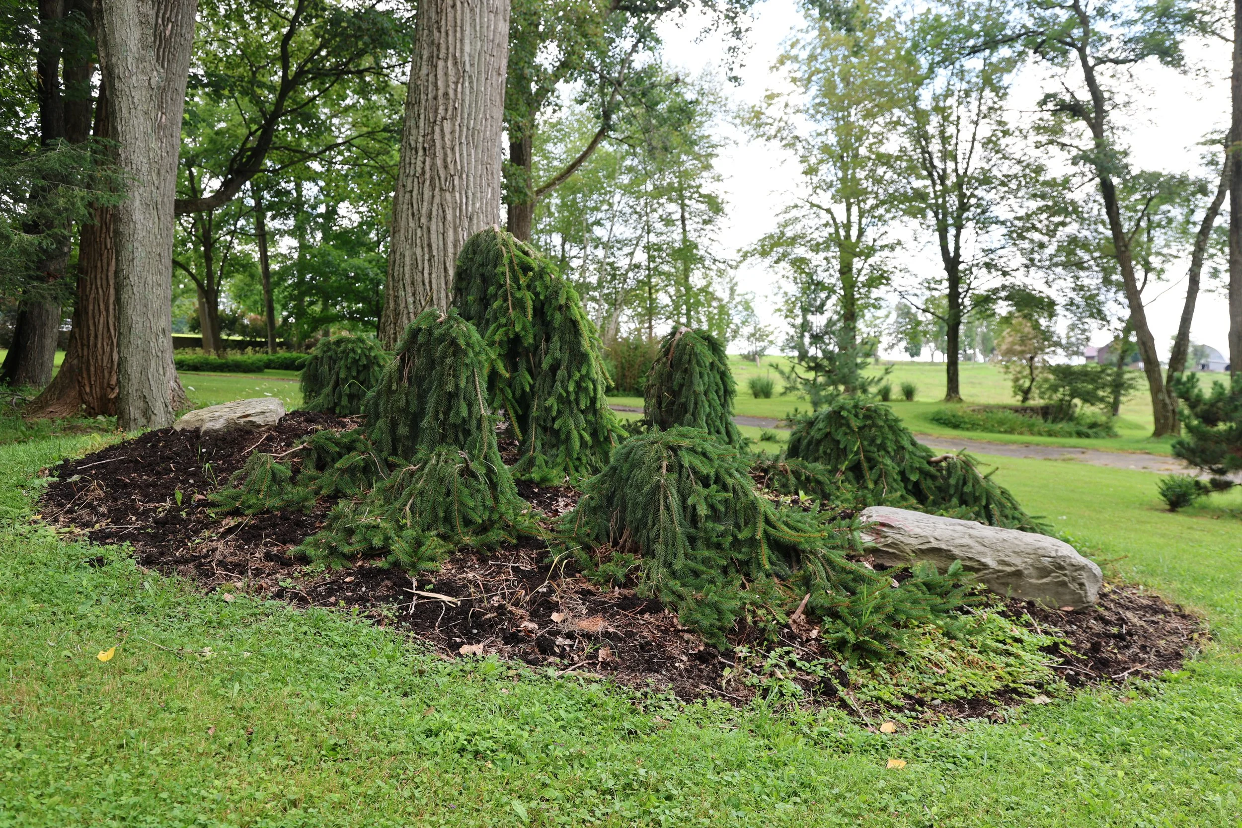 My Norway spruce are thriving. Their posture less so. Pennsylvania