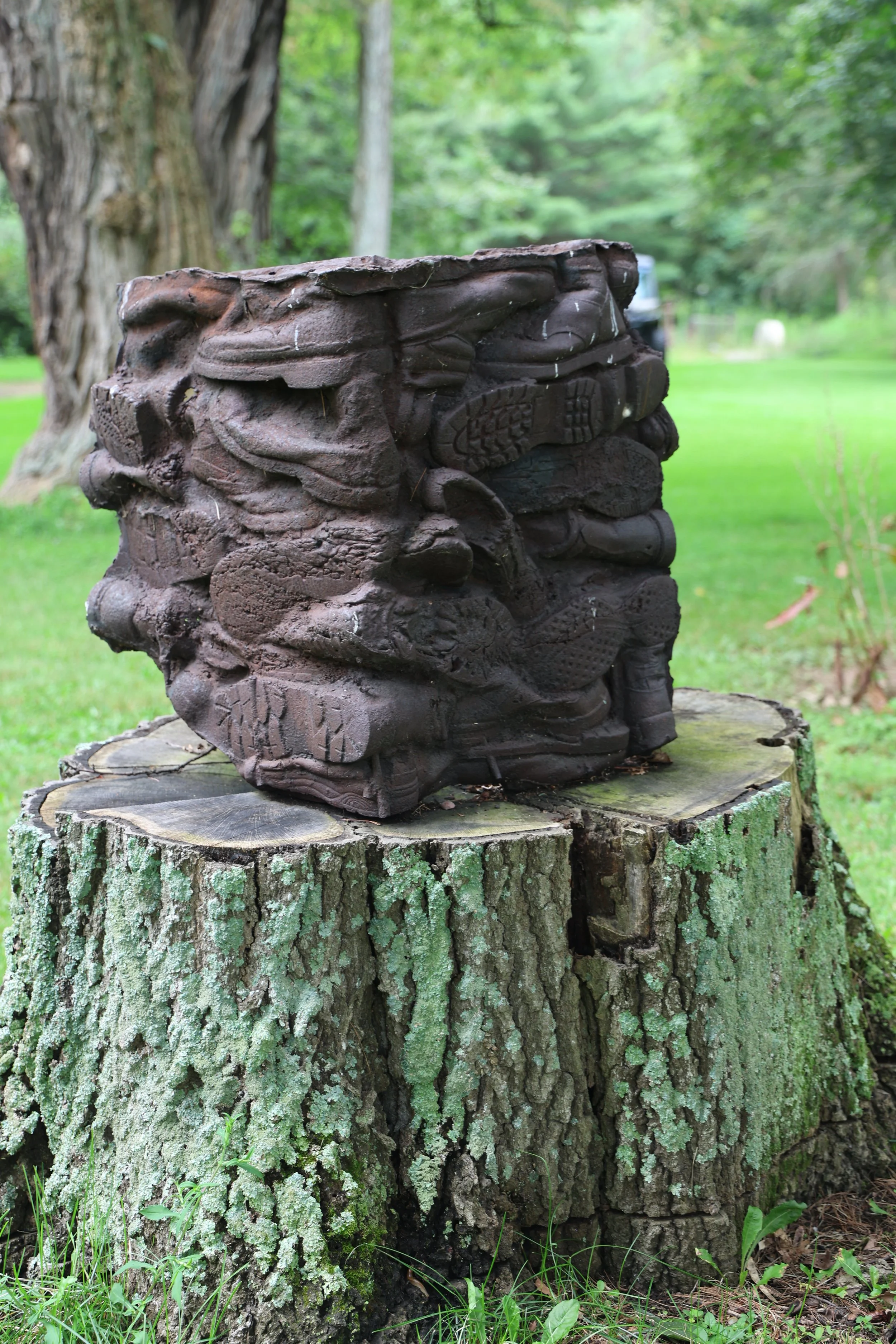 Medusa of the woods? Pennsylvania 