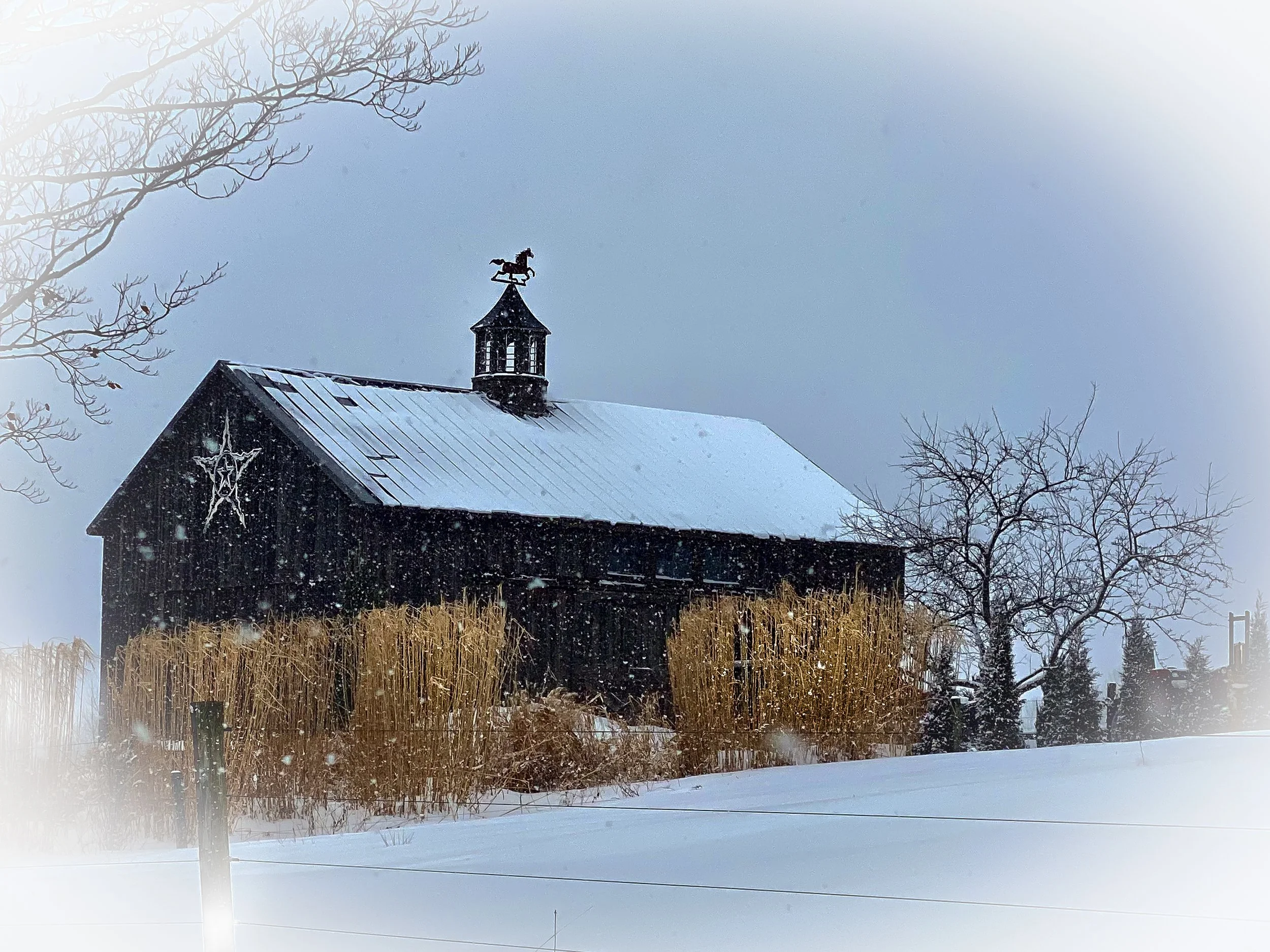 Winter beauty. Pennsylvania 