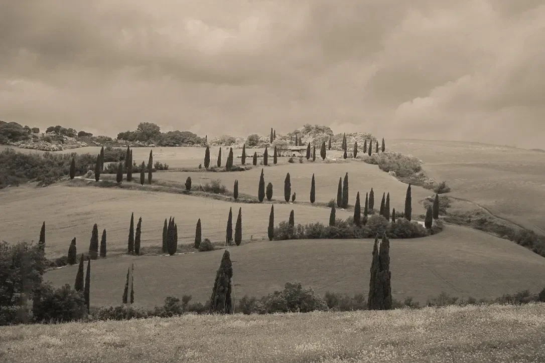 Serpentine Cypress Tuscany