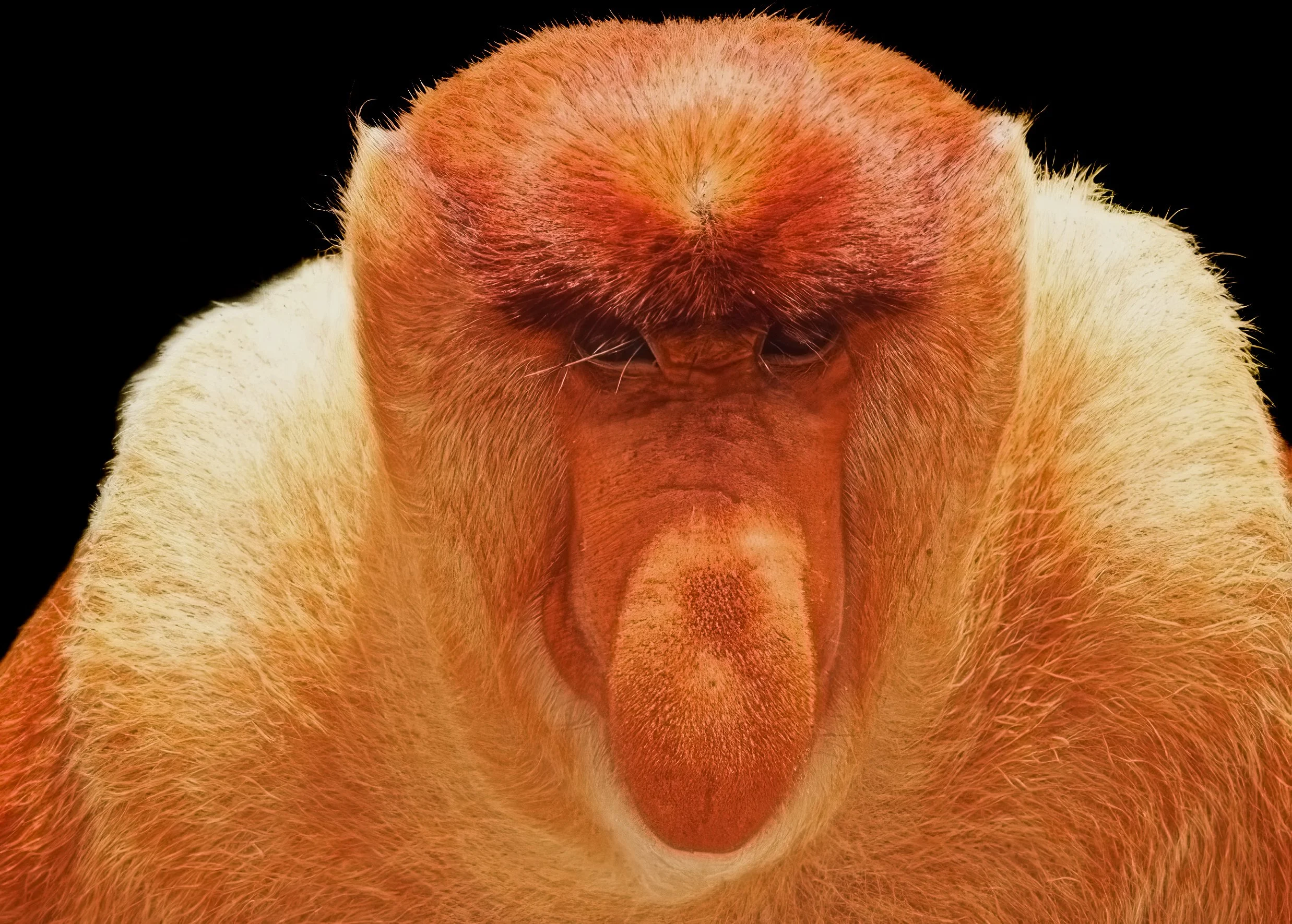 My dating profile says distinguished.   Borneo  