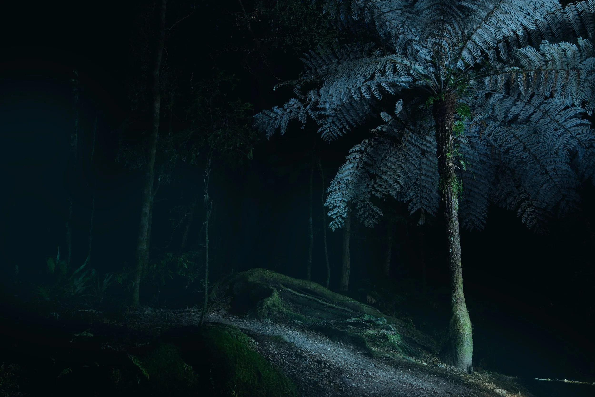 Nighttime view of a dense forest with illuminated trees, including a large fern, along a winding dirt path.