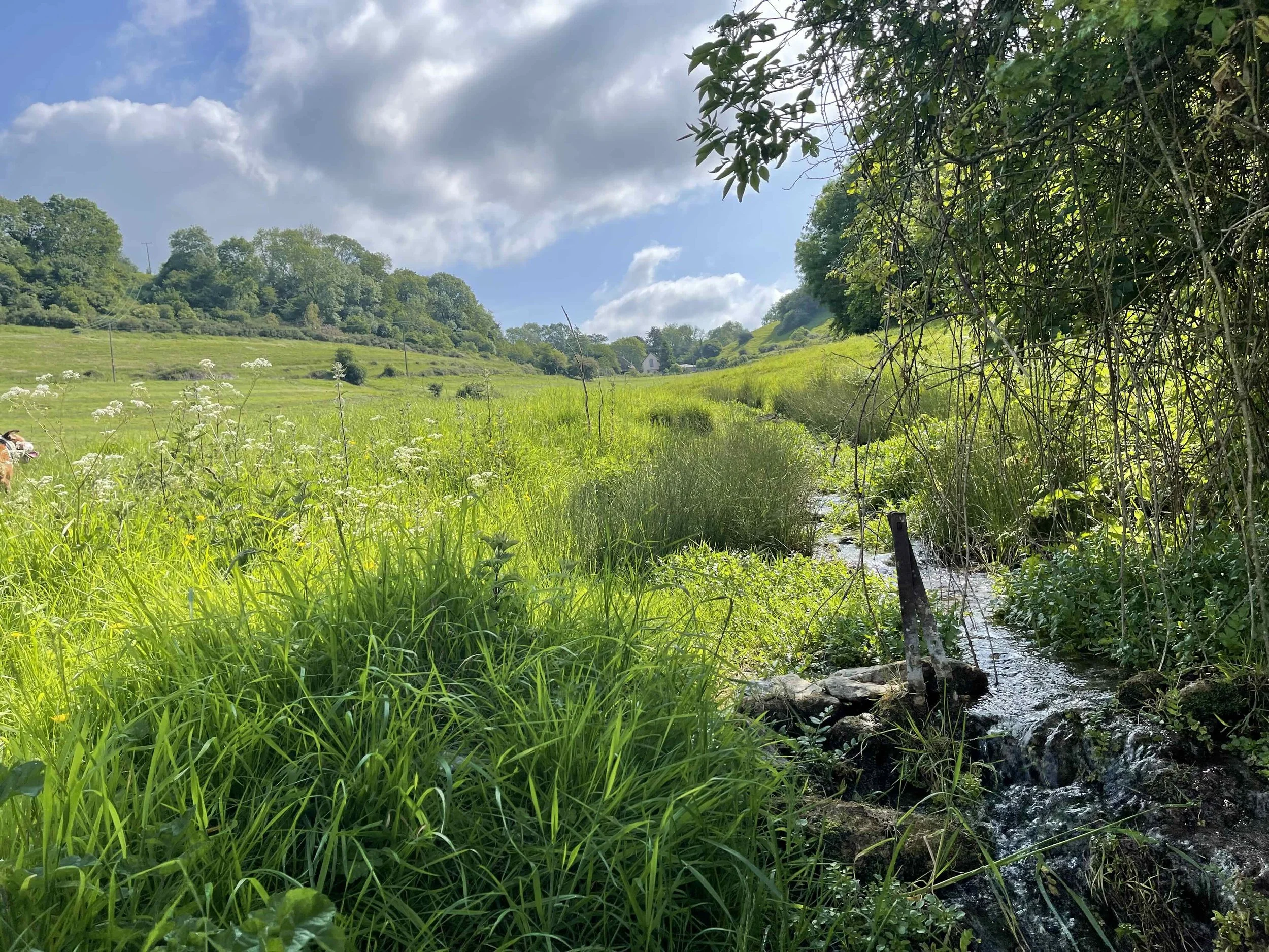 Natural stream running through meadow-edge vegetation with long grasses, trees and open valley beyond.