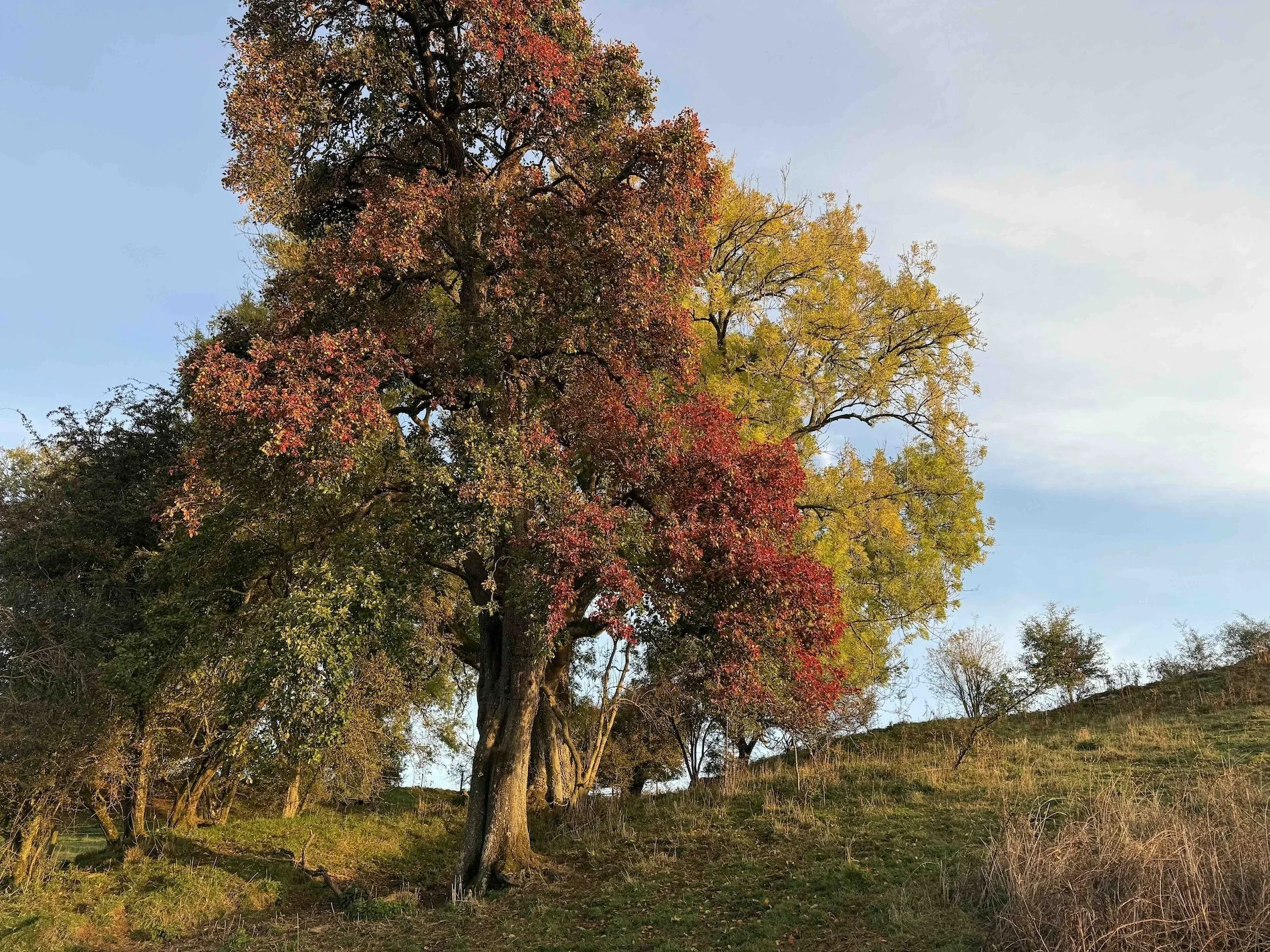 Mature perry tree in autumn colour beside a rural grass track on the estate.
