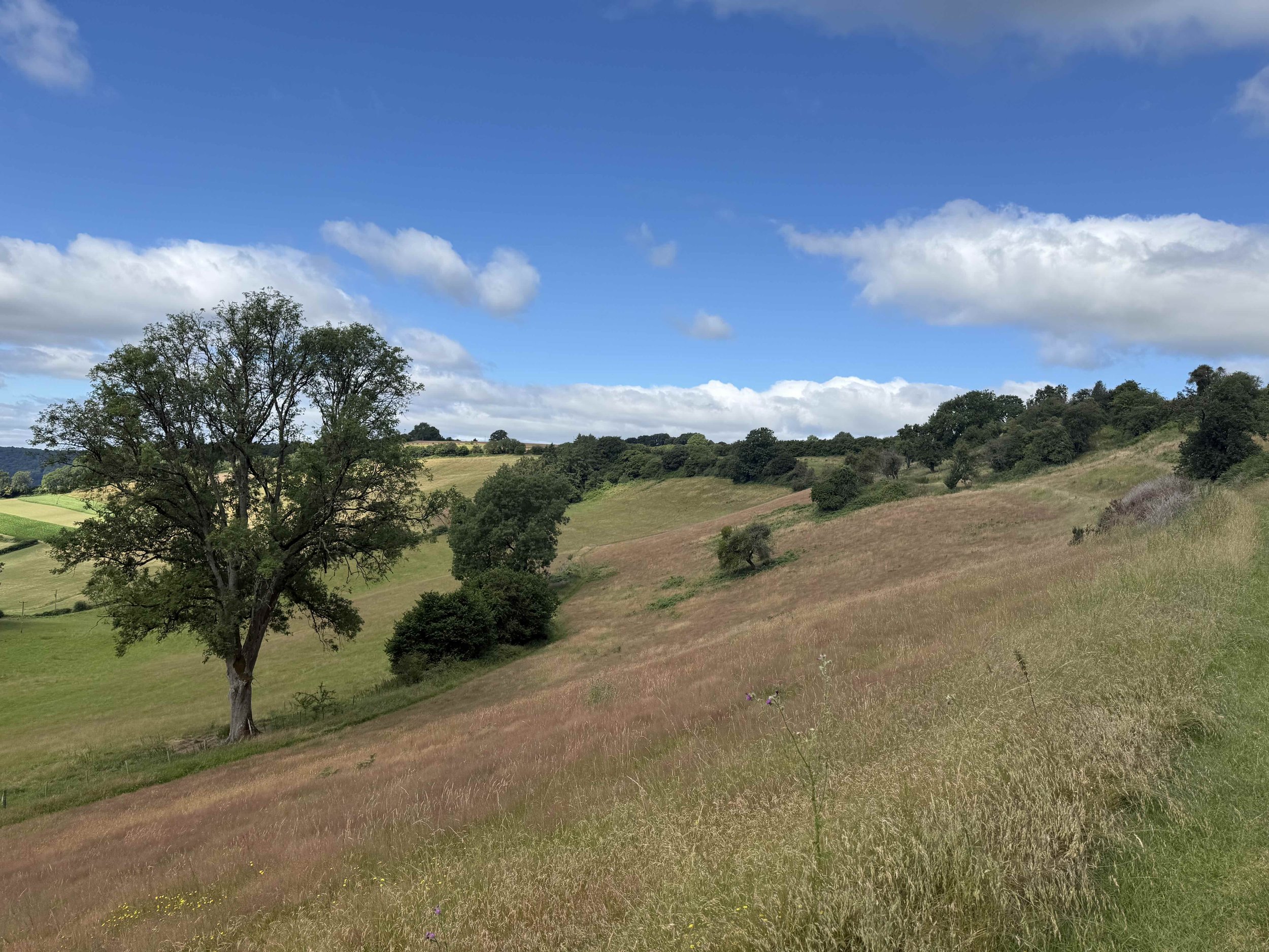View across a sloping meadow in the Lower Valley at From Stone To Sky, with a mature tree, long grass and woodland along the upper slope.
