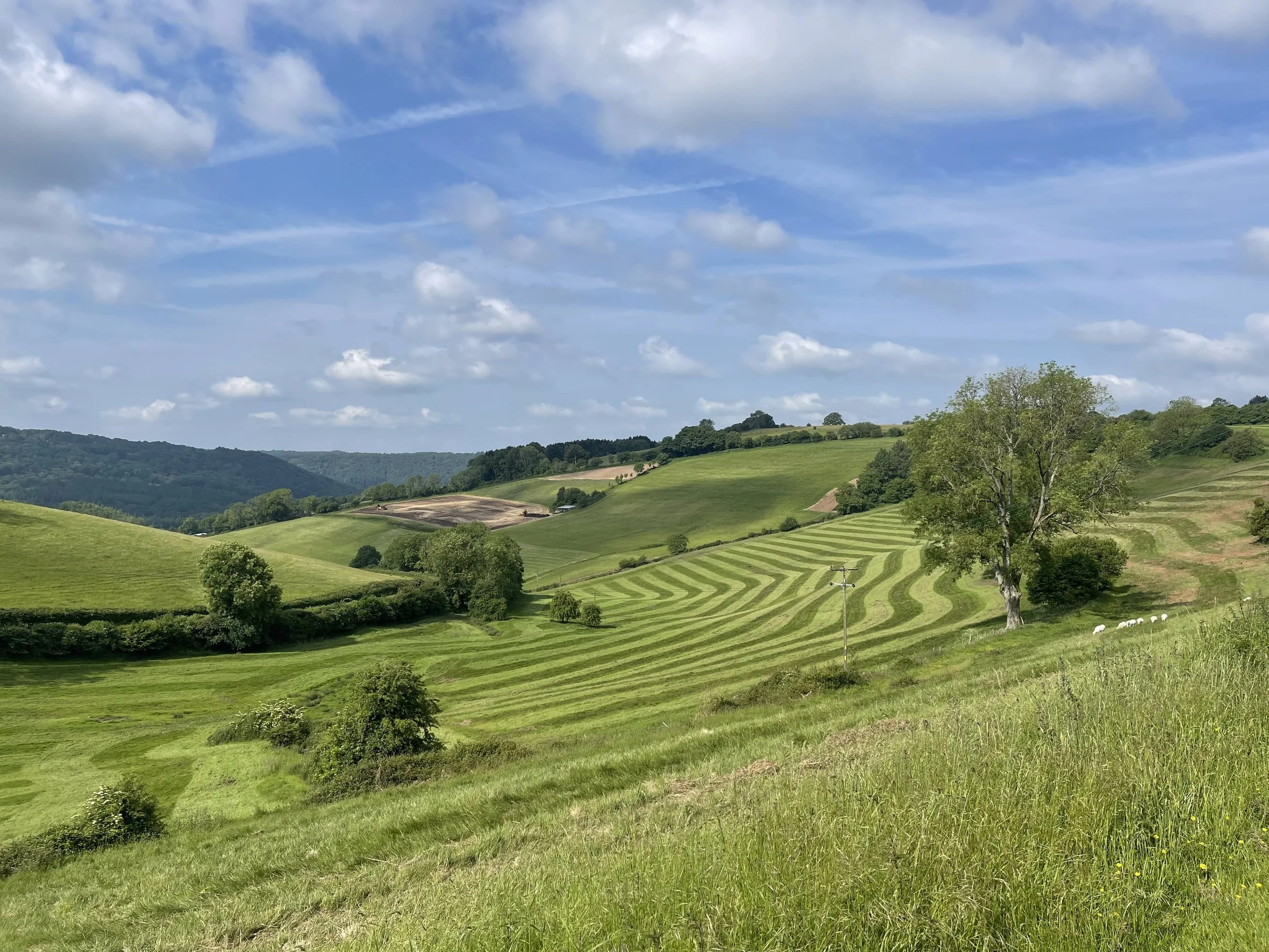 Sloping meadow in the Lower Valley with curved mowing lines, mature trees and wooded hills beyond.