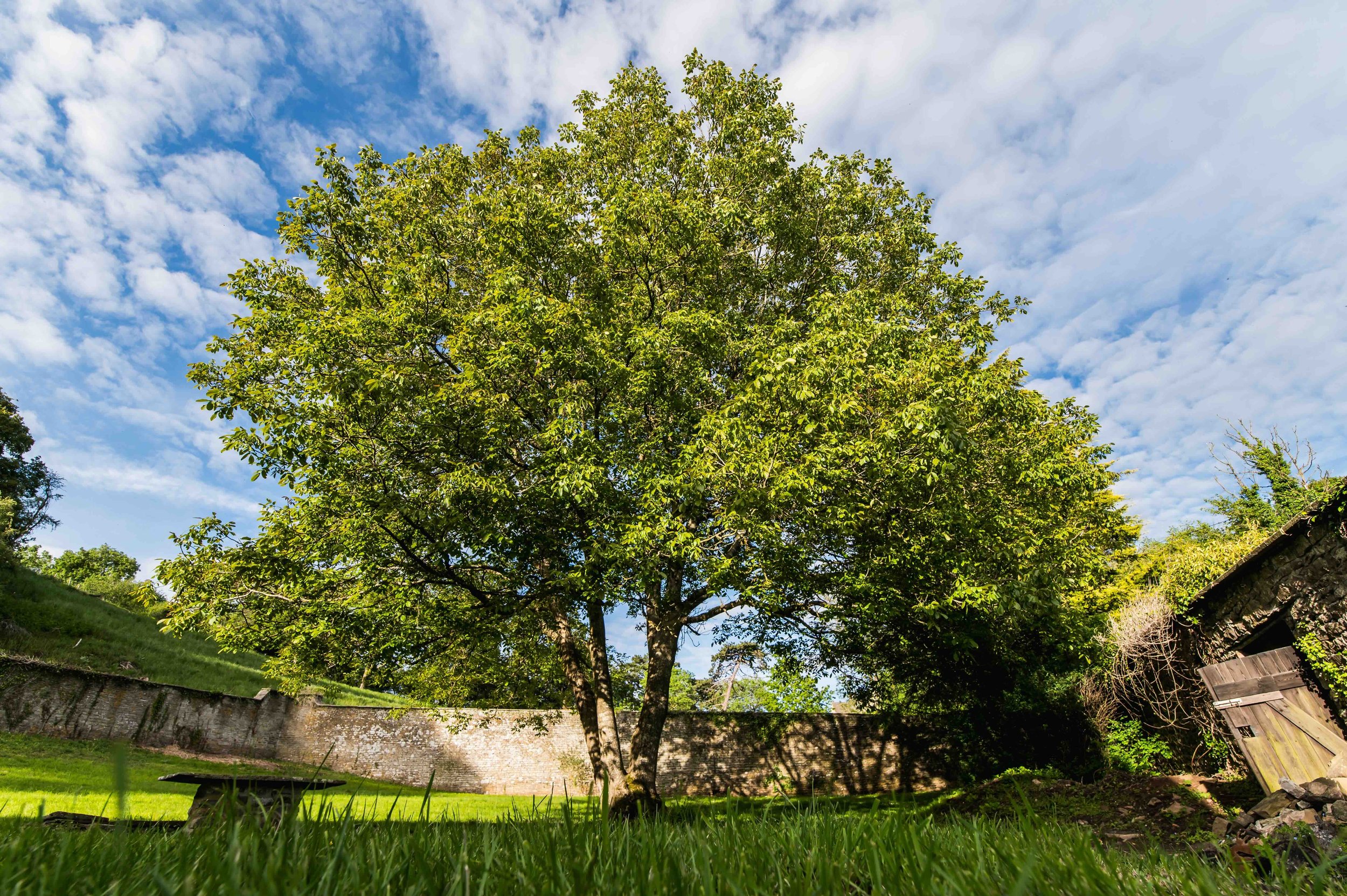THE WALLED GARDEN
Approx. 30 × 35m · enclosed garden · stone walls · contained world