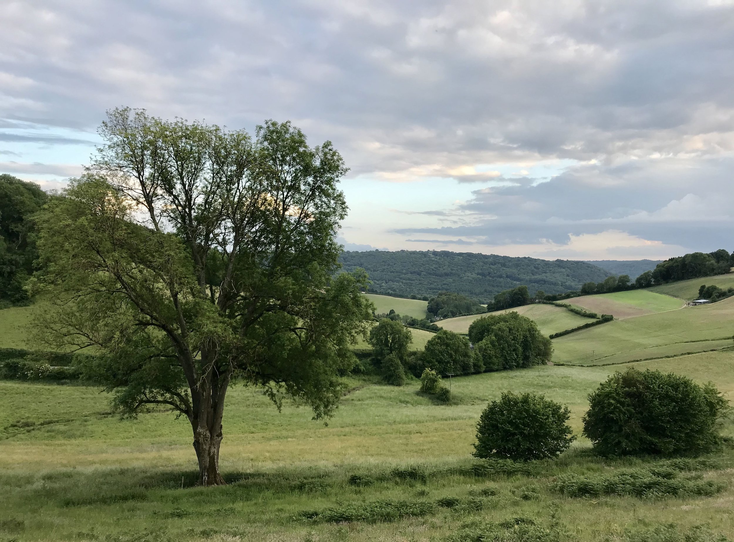 Mature tree overlooking the Lower Valley at From Stone To Sky, with rolling meadow, hedgerows and wooded hills beyond.