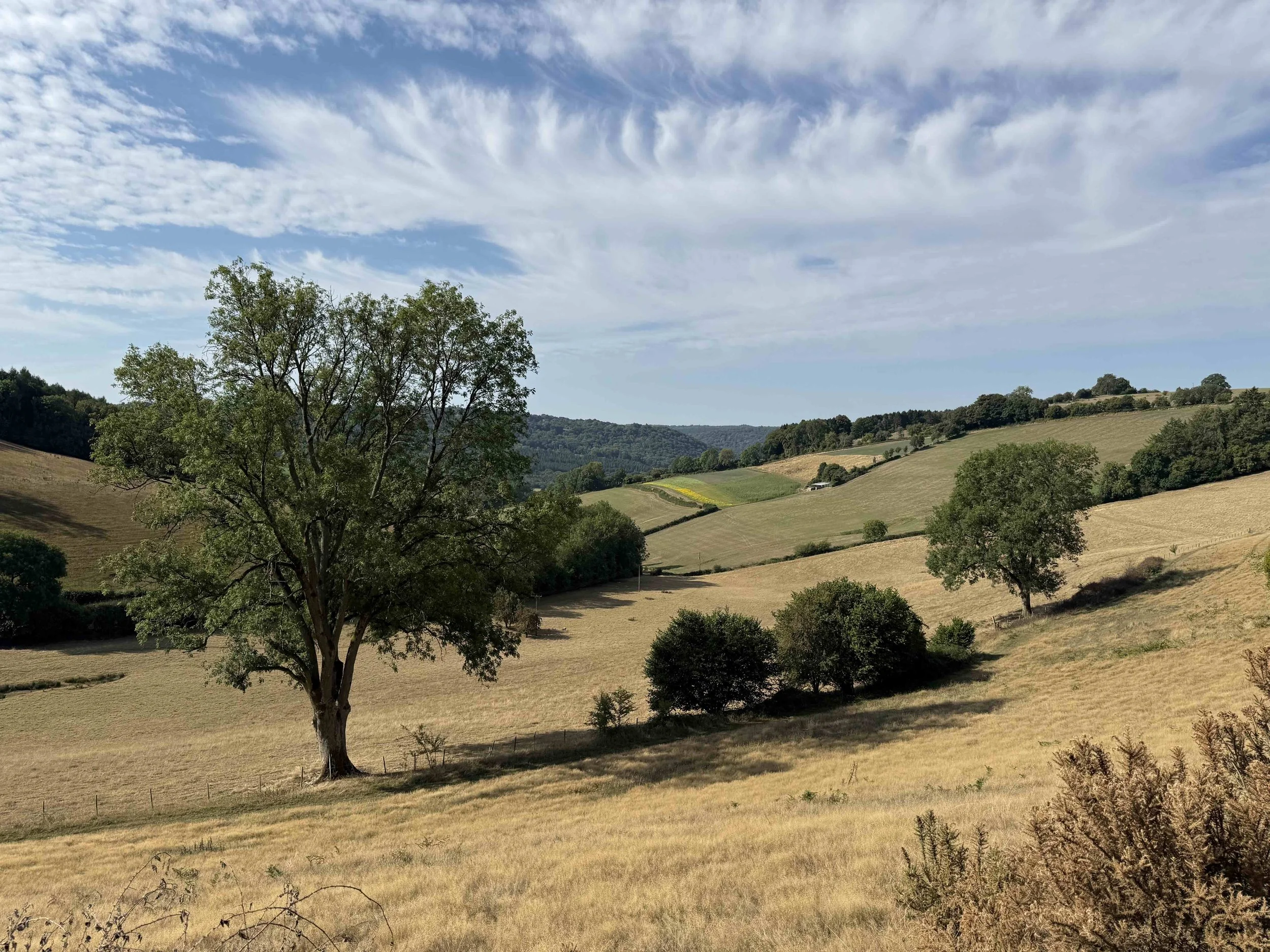 Lower Valley in late summer, with dry golden grass, a mature foreground tree and rolling fields beyond.