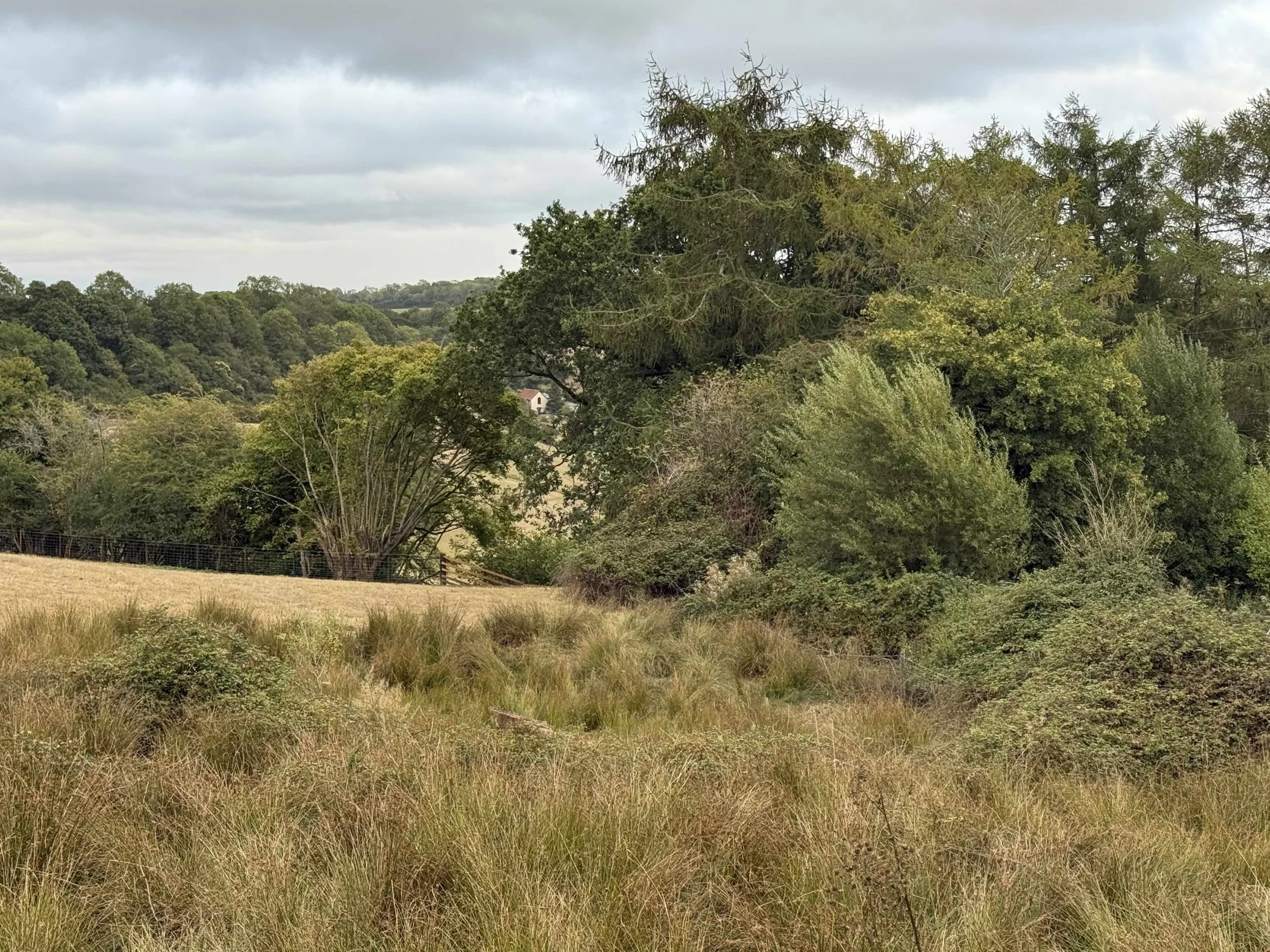 Mixed grass, rushes and mature vegetation within the High Meadow at From Stone To Sky.
