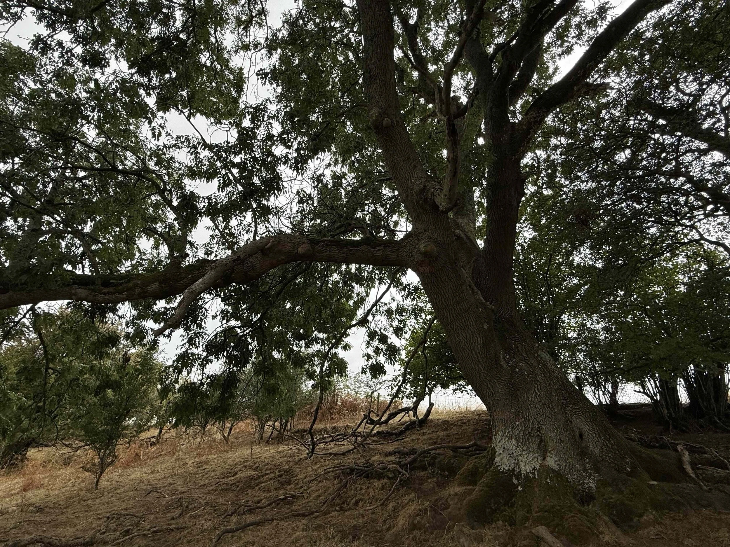arge mature tree on Hanging Tree Ridge at the upper edge of the High Meadow at From Stone To Sky.