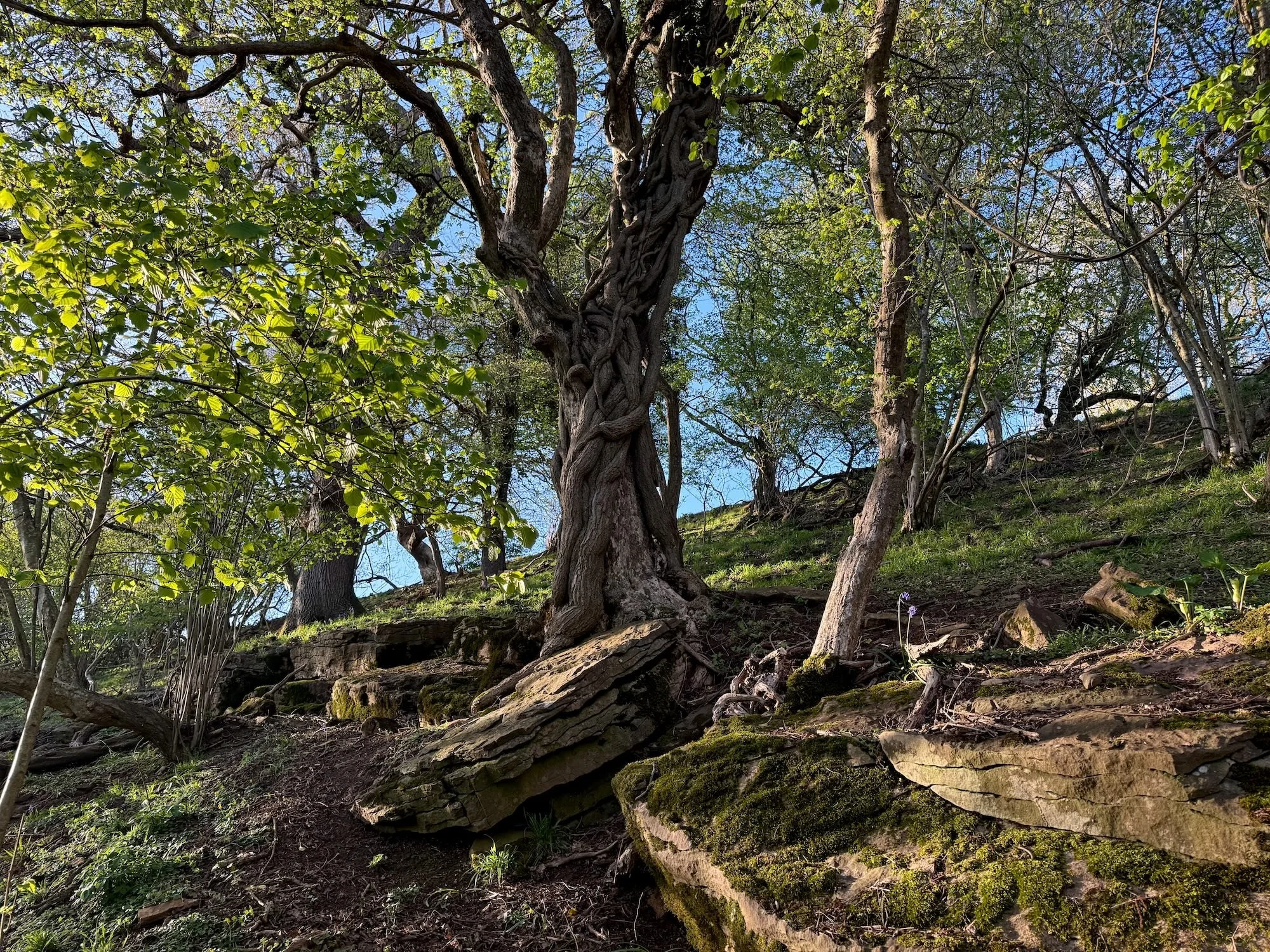 Ancient woodland at From Stone to Sky featuring twisted veteran trees, moss-covered limestone rocks and secluded forest landscape in the Wye Valley National Landscape.
