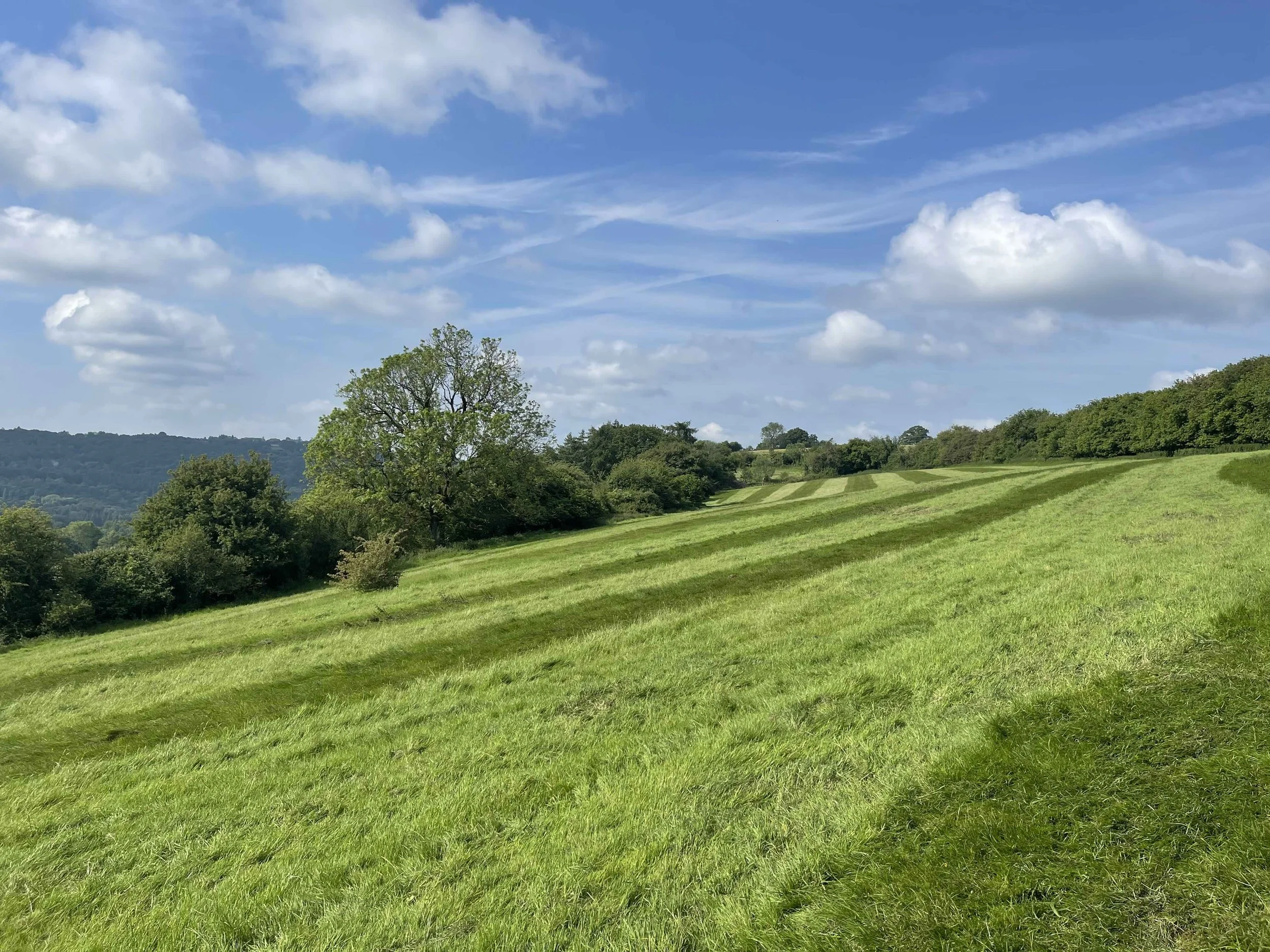 Ground-level view across the High Meadow at From Stone To Sky, with mown grass tracks, mature trees, sloping meadow and views towards the wooded valley.