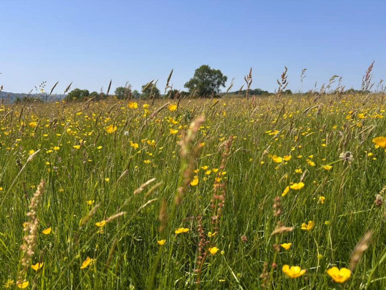 Meadow at From Stone To Sky photographed during the Year Zero landscape baseline.