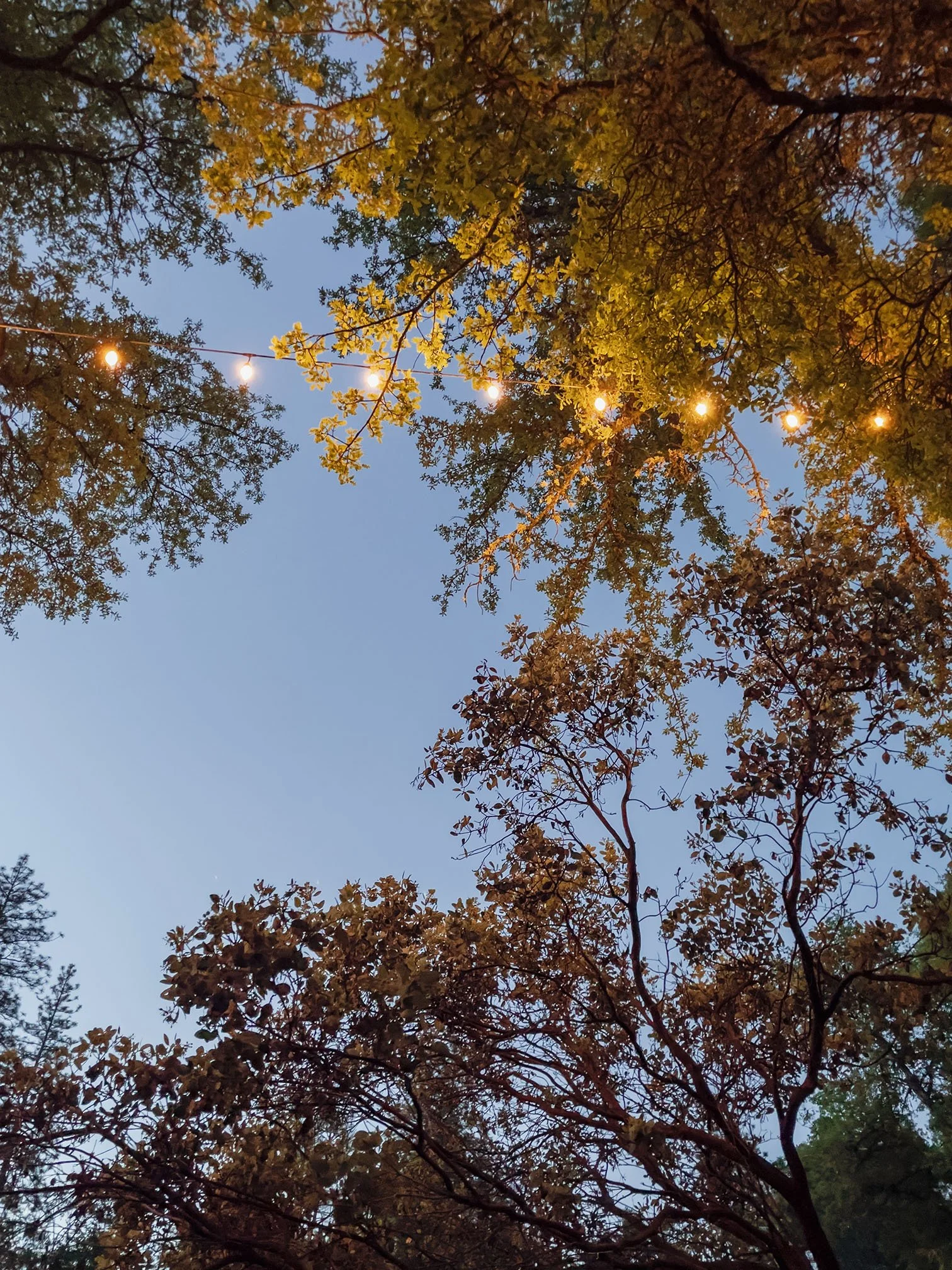 Tree branches with green and yellow leaves and string lights hanging against a darkening blue sky.