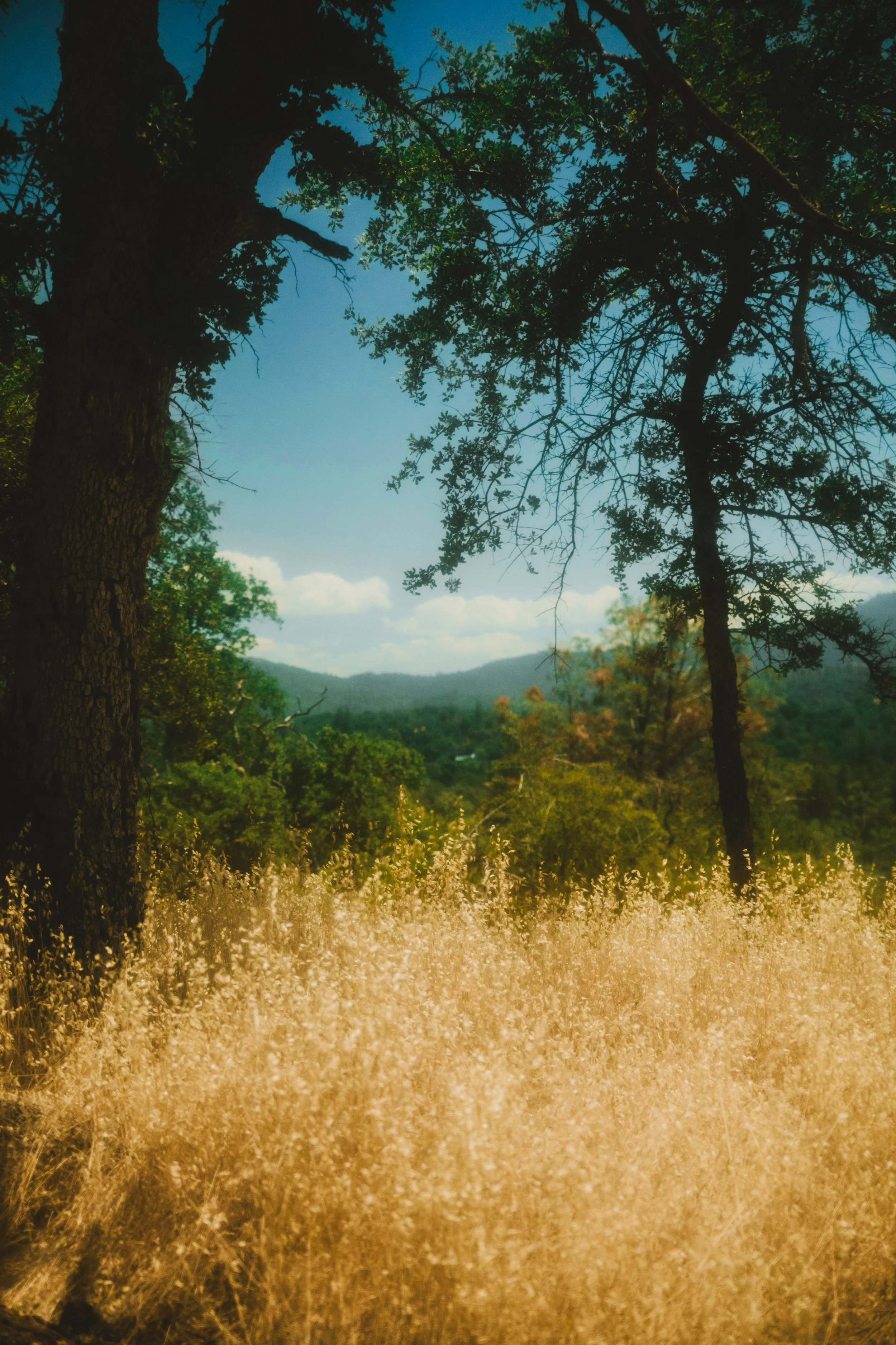 Tall trees with green leaves against a blue sky with some white clouds, a distant mountain range, and a golden grassy field in the foreground.