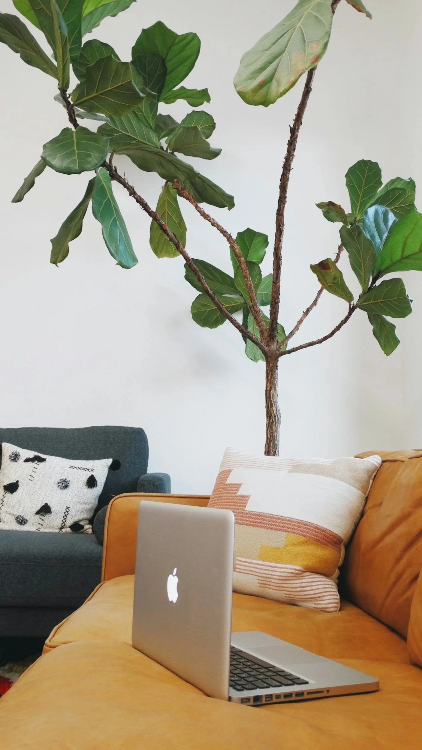 A room with a yellow couch and a silver MacBook open on the couch, a gray couch with a white pillow with black patterns, and a wall decal of a large green ficus tree with branches and multiple leaves.