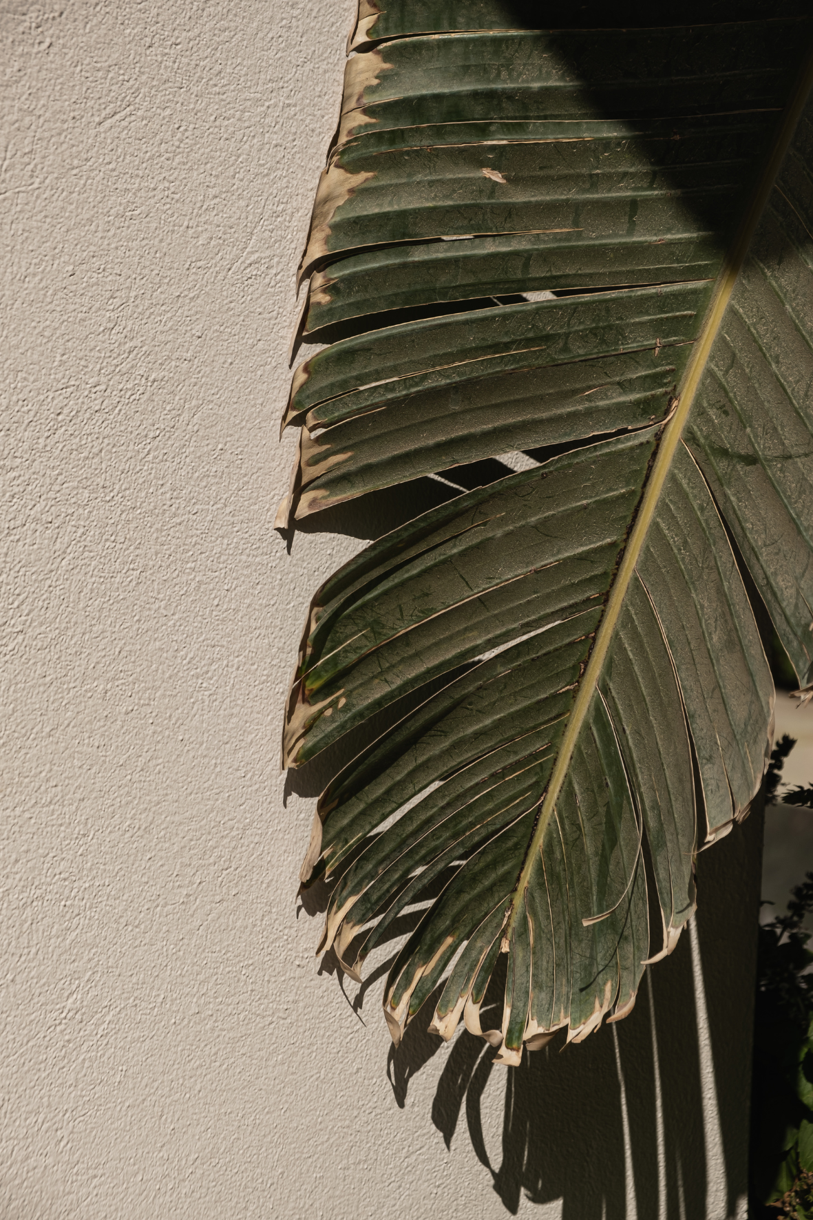 Palmenblatt