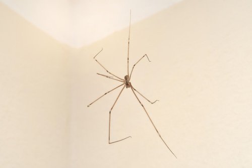 close up of daddy long legs for spider control and spider proofing christchurch