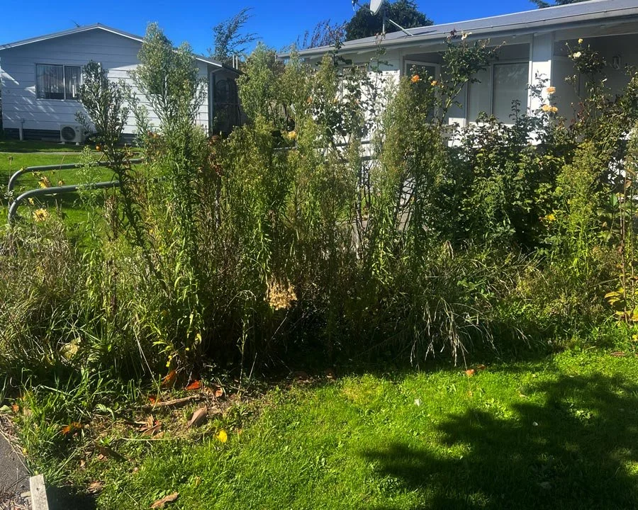 Overgrown backyard garden with tall, dense weeds and plants near a white house with dark trim, sunny day with bright blue sky.